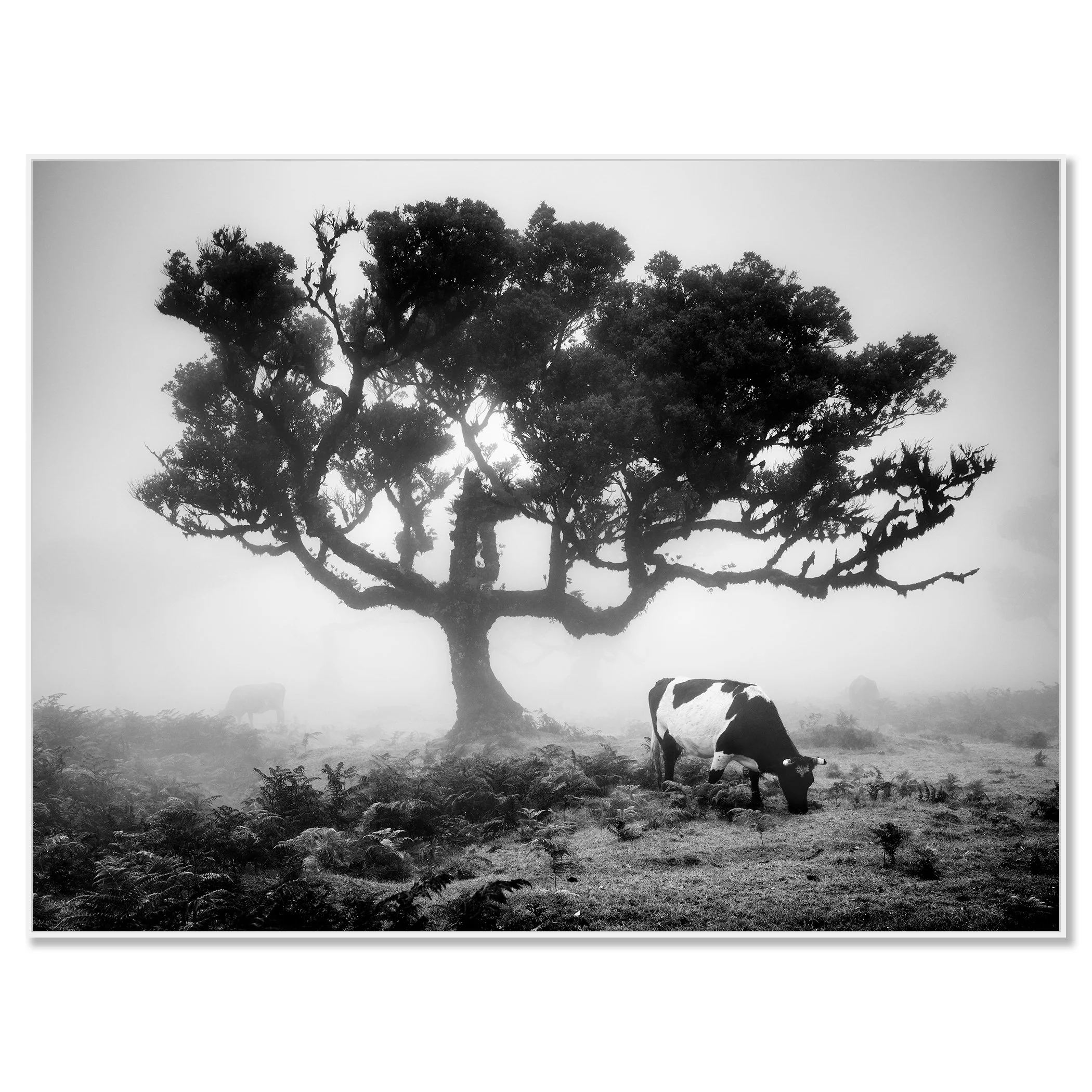Misty black and white pasture with a large windswept tree and a cow grazing in the foreground – framed ArtBox white
