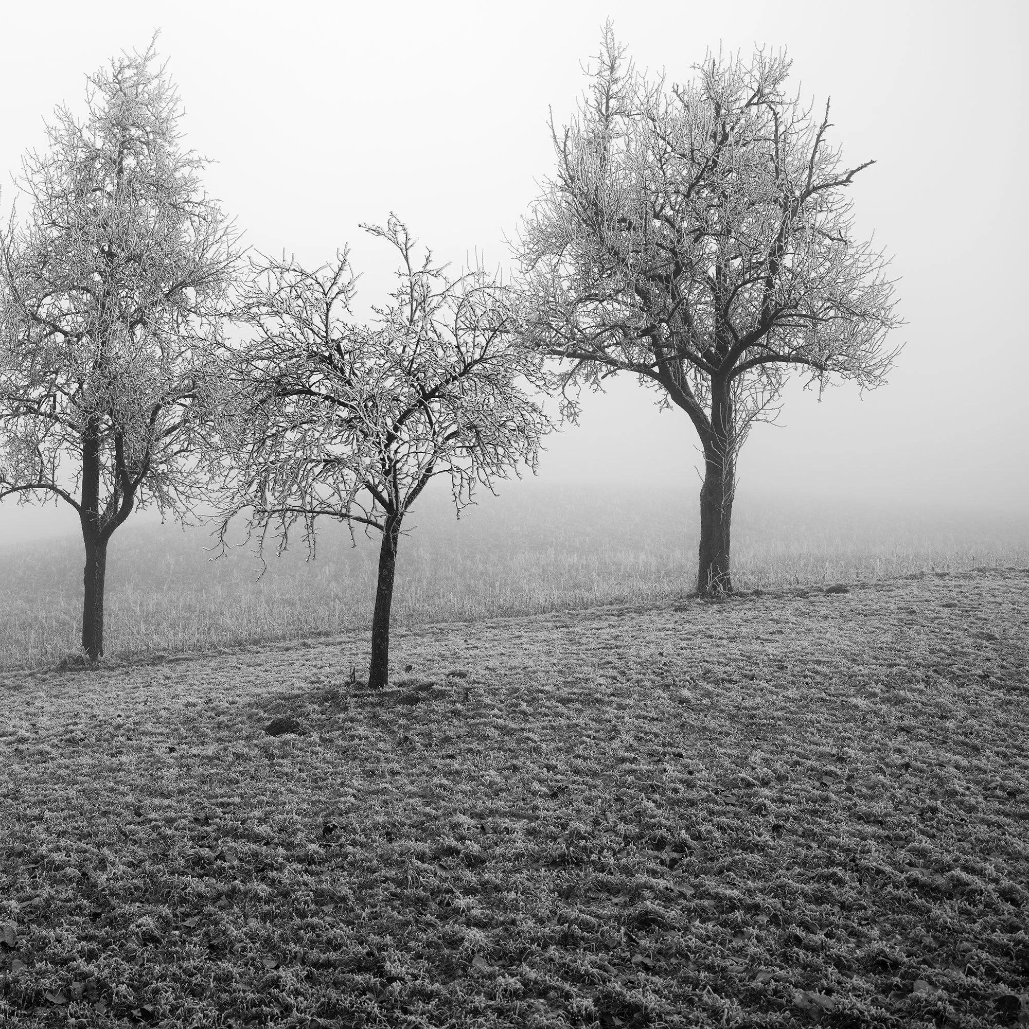 Cropped view of three frost-covered fruit trees in a misty Austrian winter landscape by Gerald Berghammer.