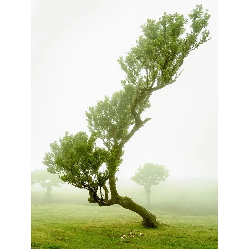 Gerald Berghammer - Curved Laurel Tree Study 1, Portugal
