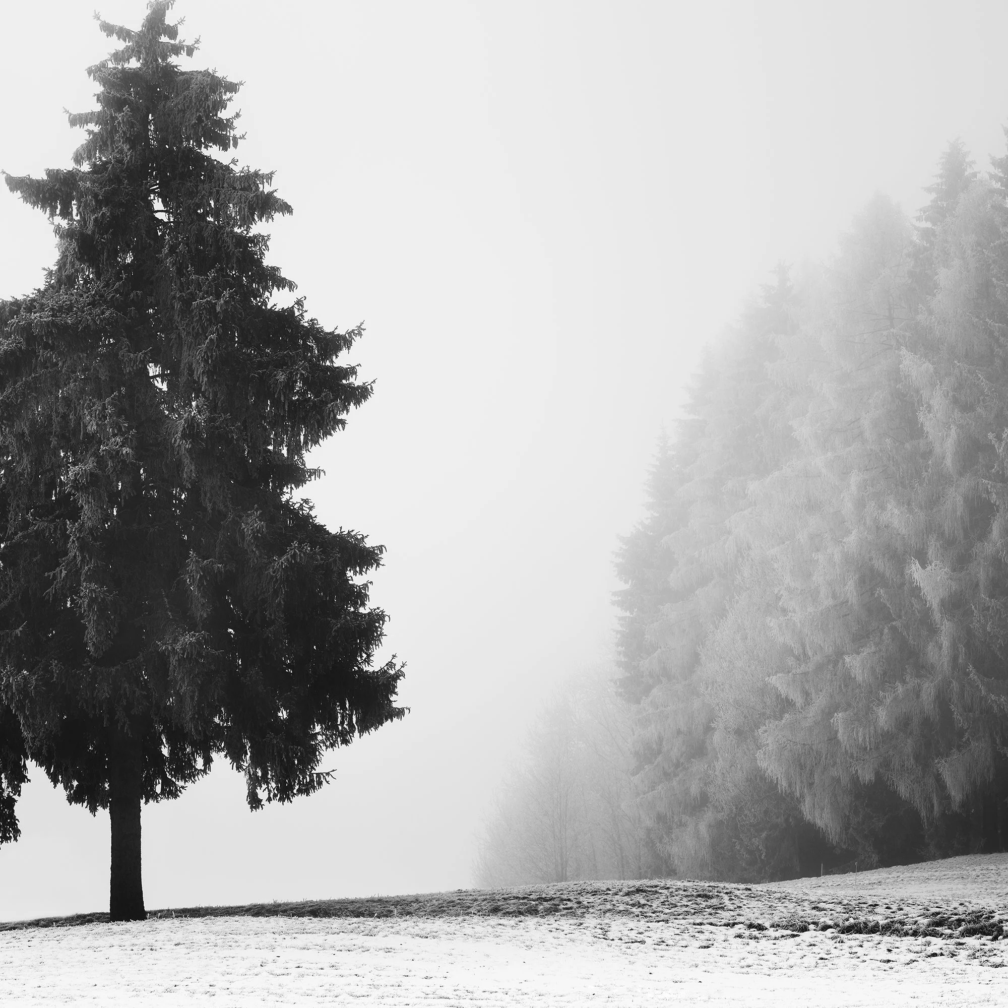 Detail of the evergreen tree and misty winter forest in Christmas Tree Study 1 by Gerald Berghammer.