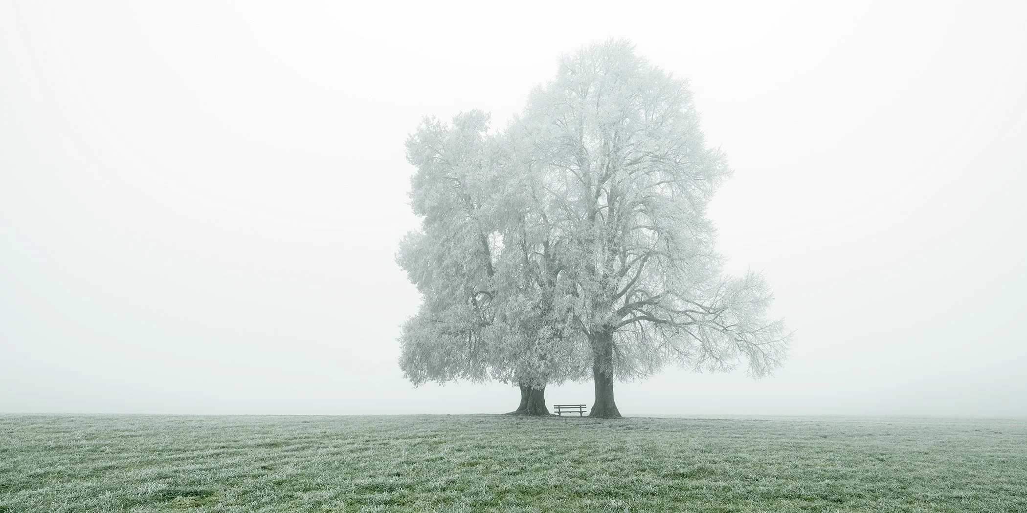 Minimalist winter photograph of two frost-covered trees and a bench in a misty Austrian landscape. Photo by Gerald Berghammer.