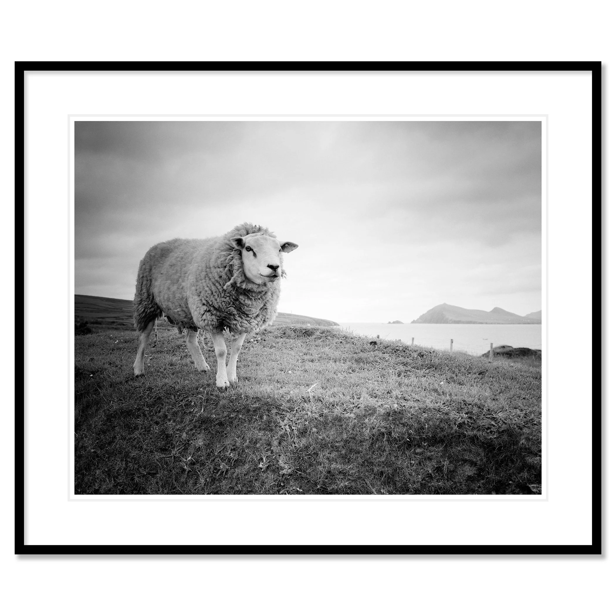 Gerald Berghammer - Black and white landscape photography. A sheep standing on grassy land near the Atlantic Ocean with hills on a small island. Classic framed black
