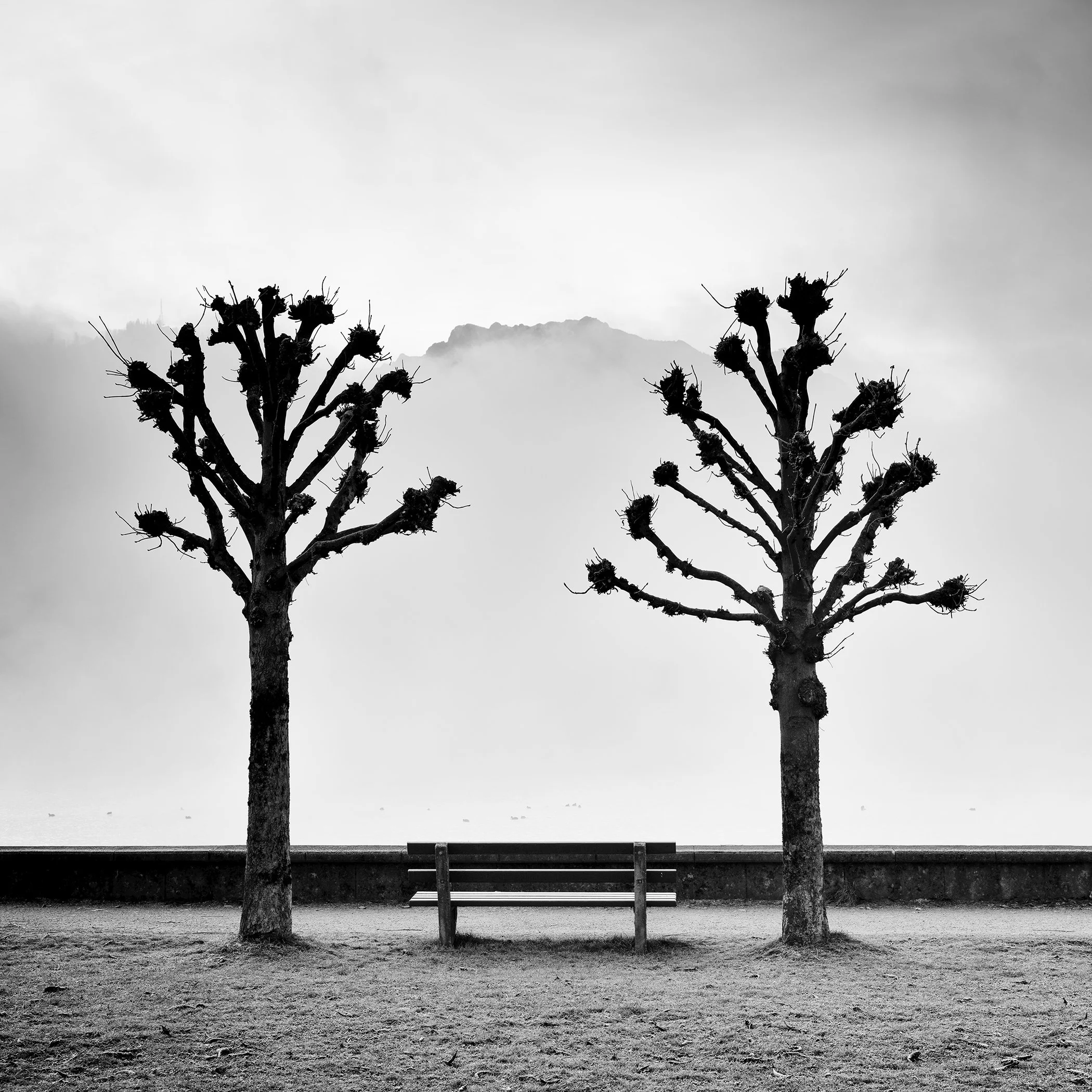 Chestnut Trees Along the Promenade by Gerald Berghammer, black-and-white photograph of two pruned chestnut trees framing a bench at Lake Traunsee, Austria.