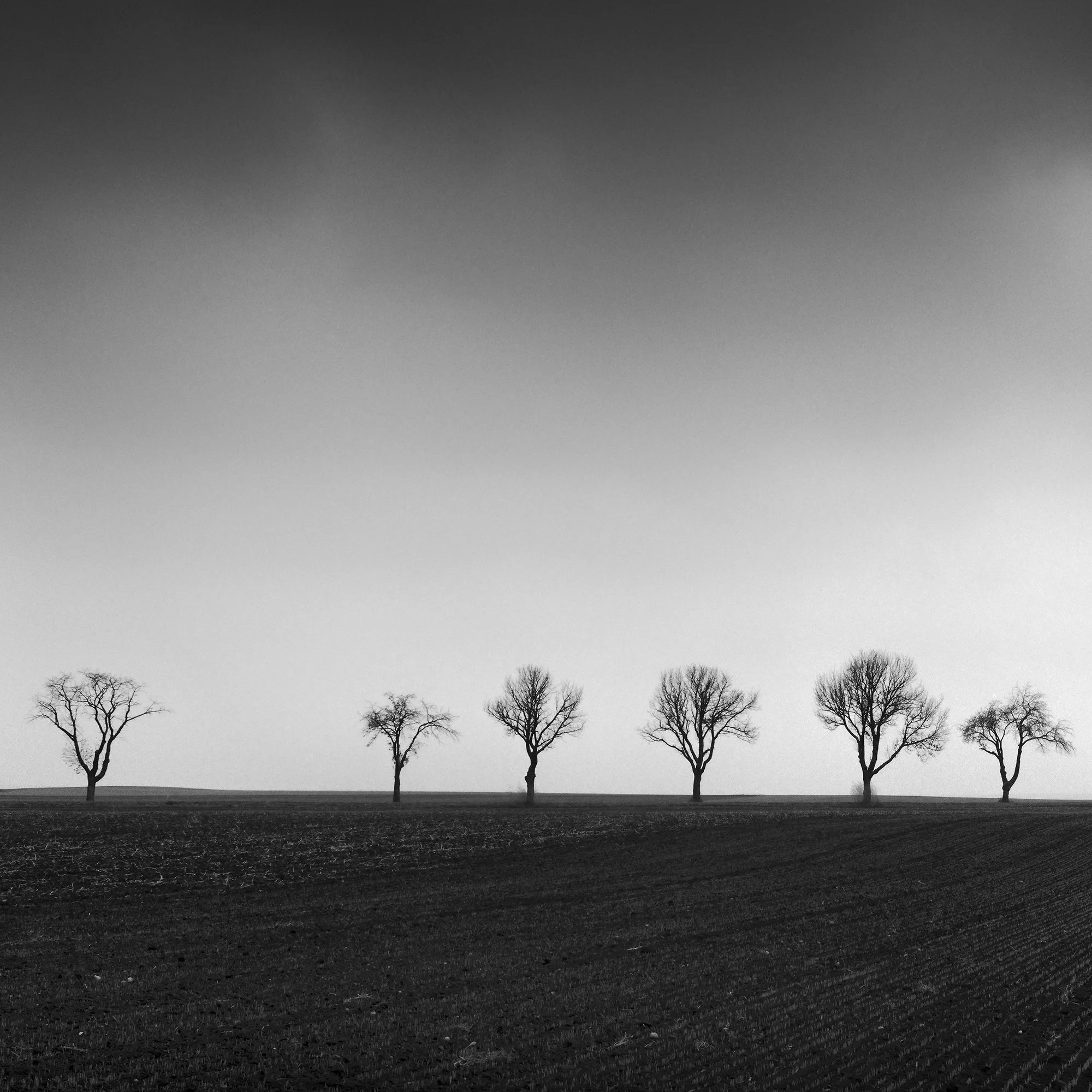 Gerald Berghammer - Black and white panorama photography. Landscape with a row of leafless trees across a flat field under a cloudy sky. Print detail 1