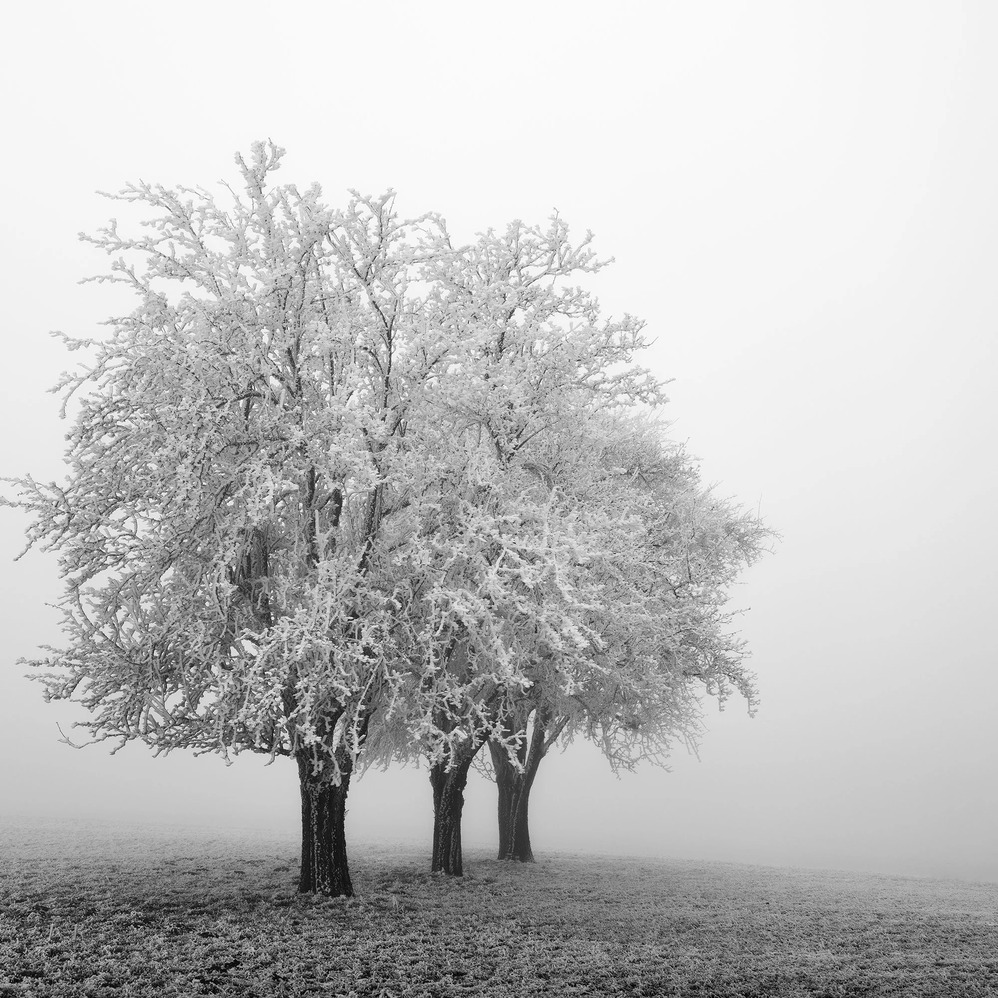 Detailed view of the frost-covered branches in Frozen Apple Trees Panorama Study 1 by Gerald Berghammer.