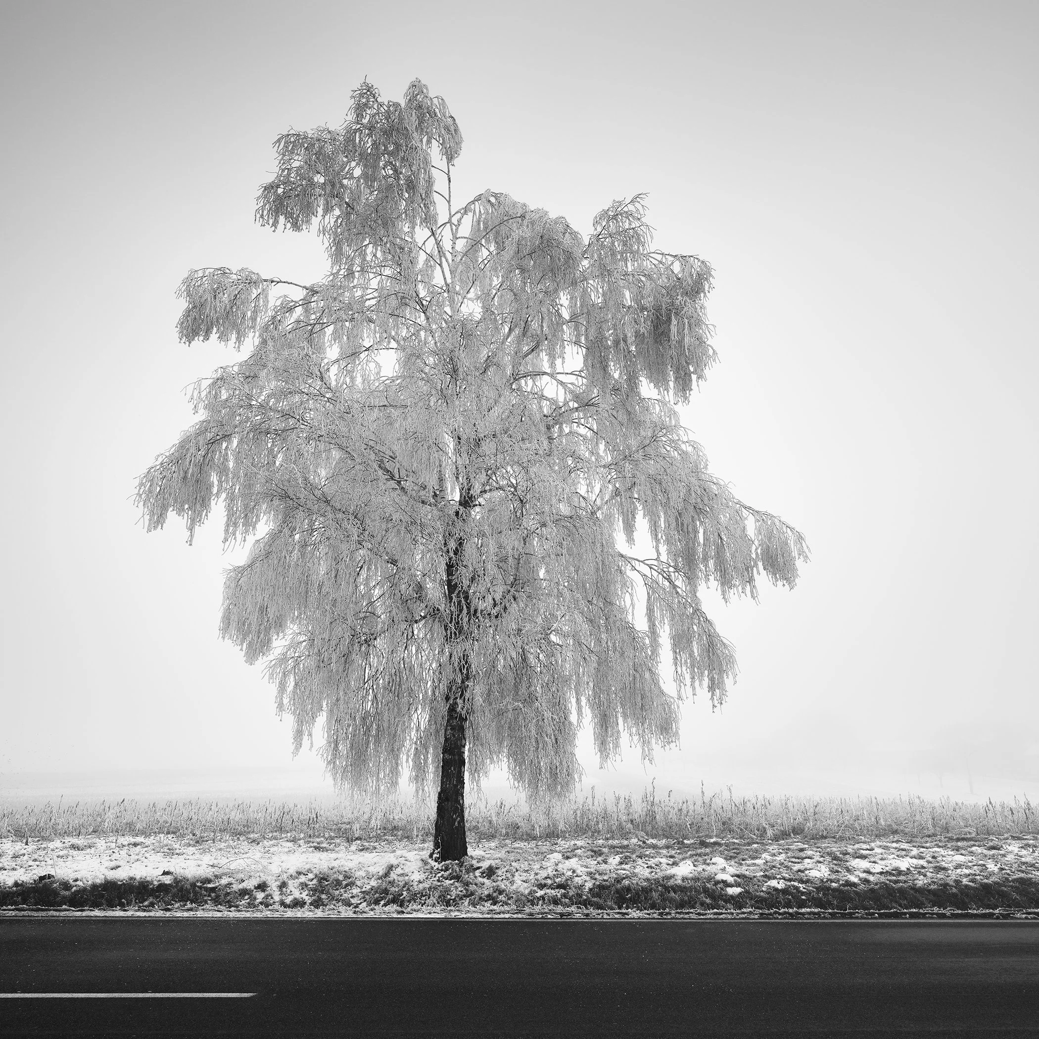 Black-and-white photograph of a solitary frost-covered birch tree beside a quiet country road in Austria, by Gerald Berghammer.