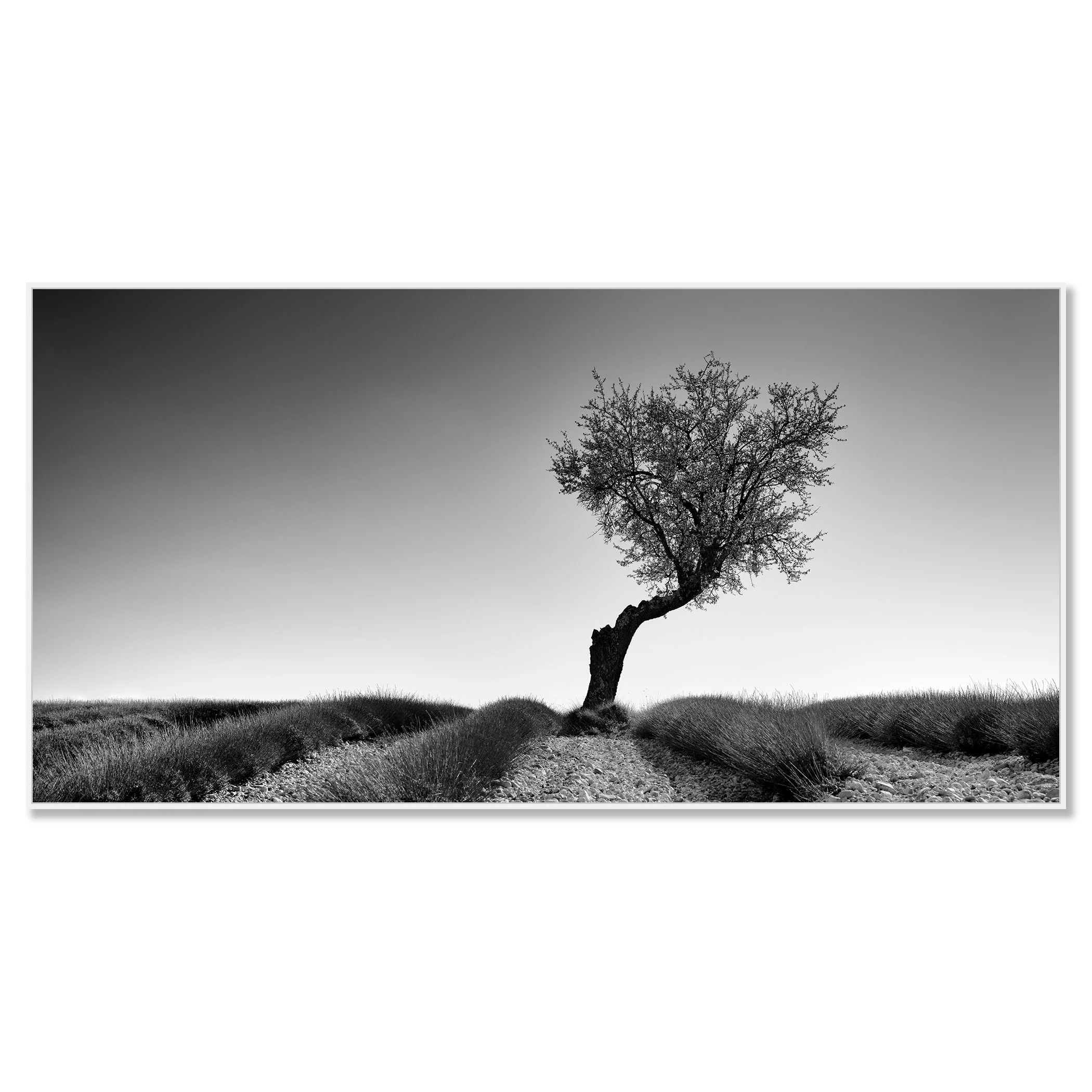 Lavender Field with Tree Panorama Study 1 by Gerald Berghammer, black-and-white photograph in a white aluminium ArtBox frame.