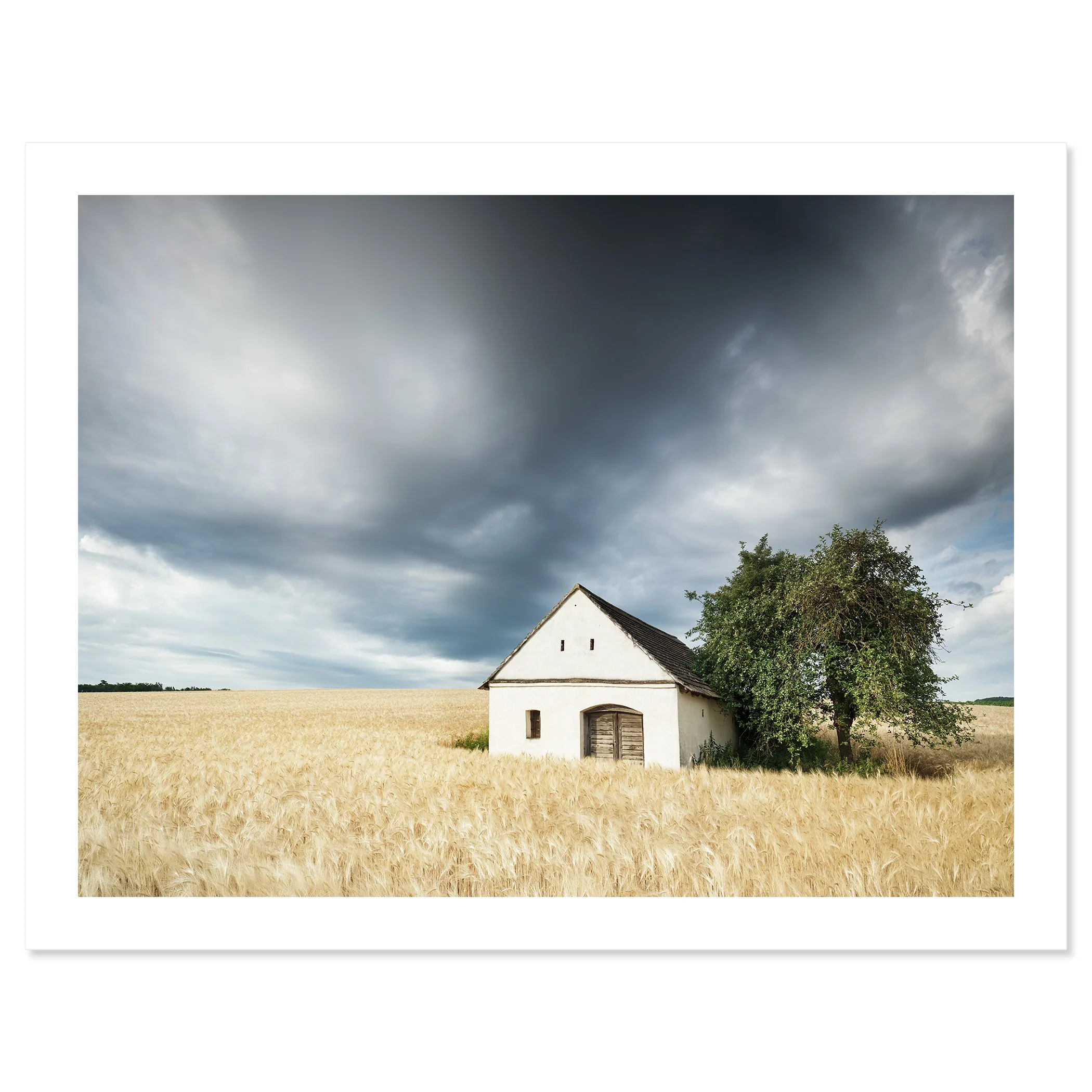 Small white wine press house in a golden wheat field under dramatic storm clouds – print only