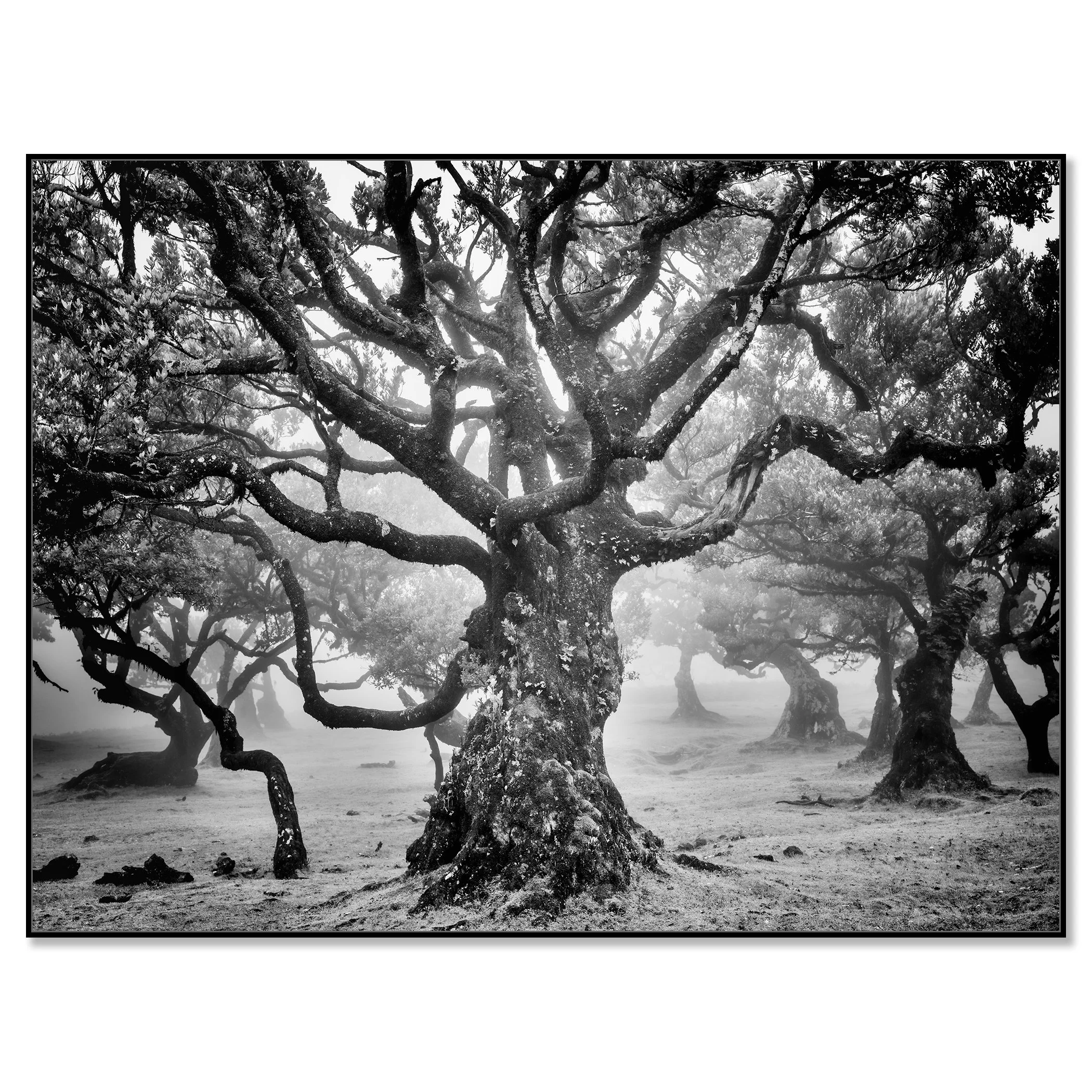 Ancient Laurisilva Forest Study 7 by Gerald Berghammer, black-and-white forest photograph mounted on aluminium Dibond in a black ArtBox frame.