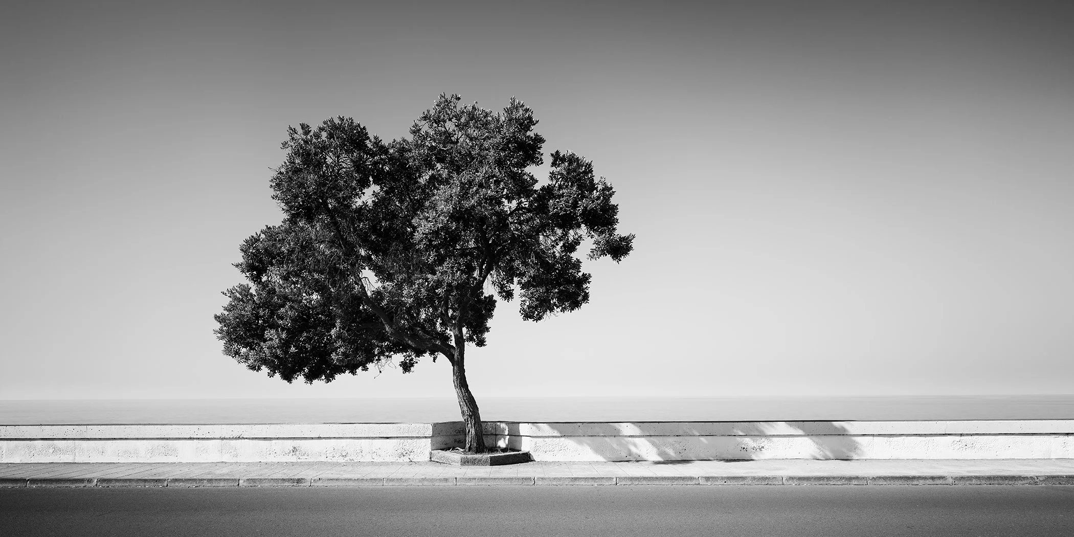 Tree by the Waterfront by Gerald Berghammer, minimalist black-and-white fine art photograph of a solitary coastal tree overlooking the Atlantic Ocean in Madeira, Portugal.
