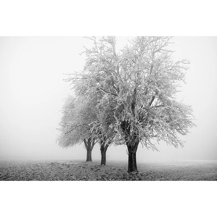 Frozen Apple Trees Study 3 – Austria | Gerald Berghammer