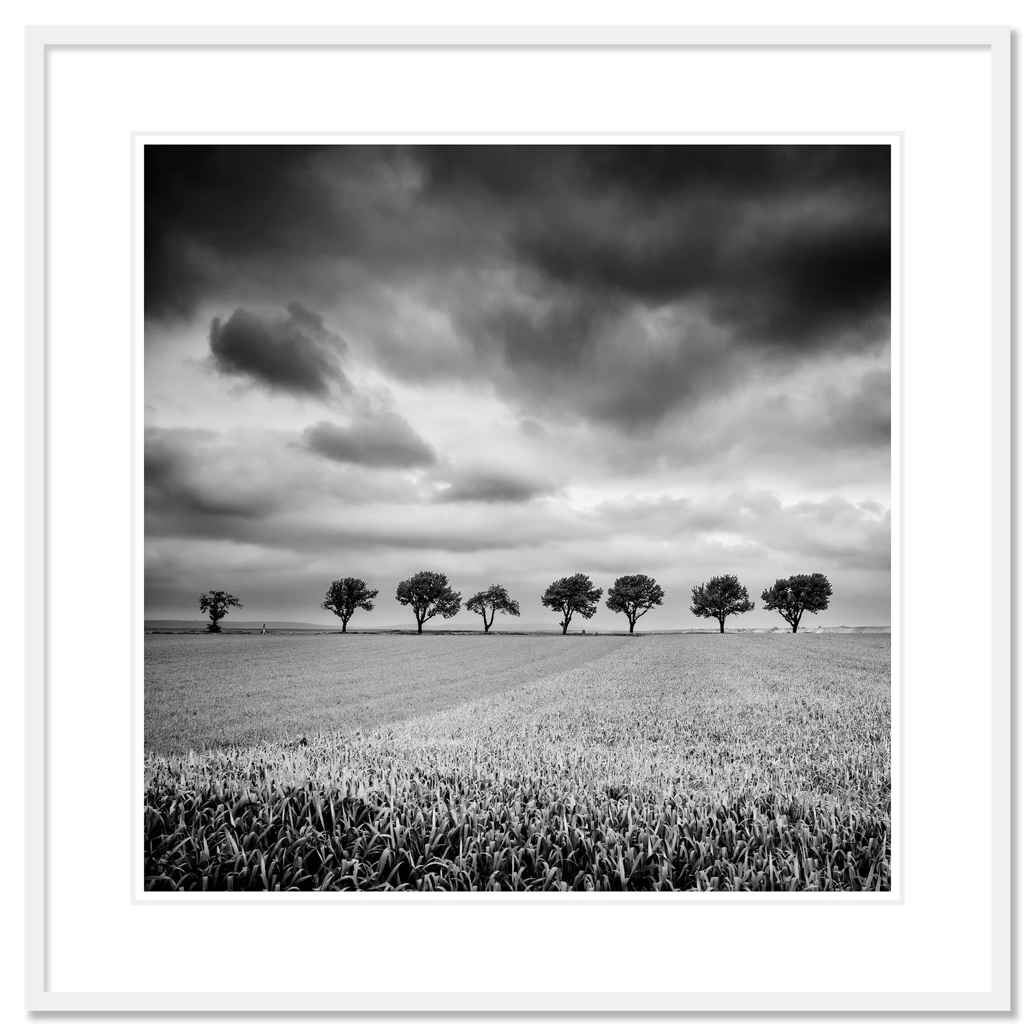 © 2023 Gerald Berghammer - Black and white landscape photography. Field with uniform crops, seven evenly spaced trees in the distance, and a cloudy sky overhead. Classic framed white