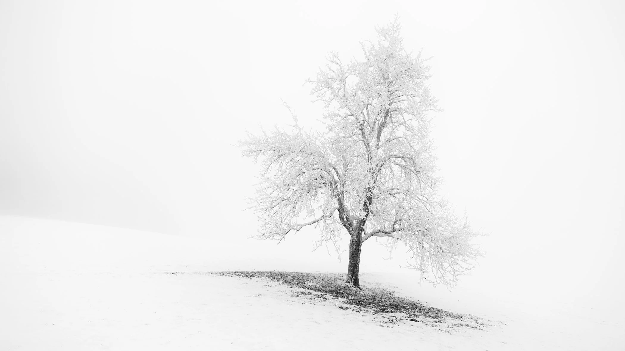 Frosted Winter Tree Panorama by Gerald Berghammer, minimalist black-and-white panorama of a frost-covered tree in Austria.