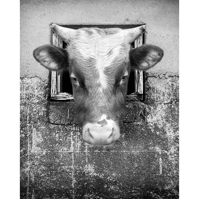 The Curious Cow, Study 1 – Faroe Islands | Gerald Berghammer