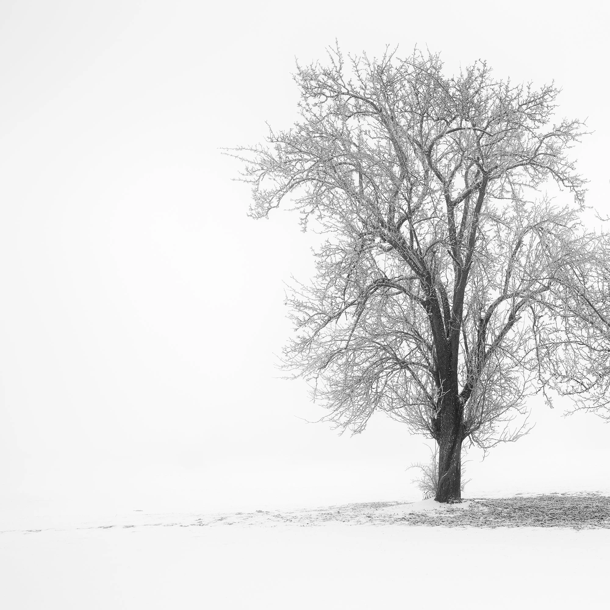 Detail of the left tree in Still Winter Morning Study 1 – Austria, showing frosted branches and snow