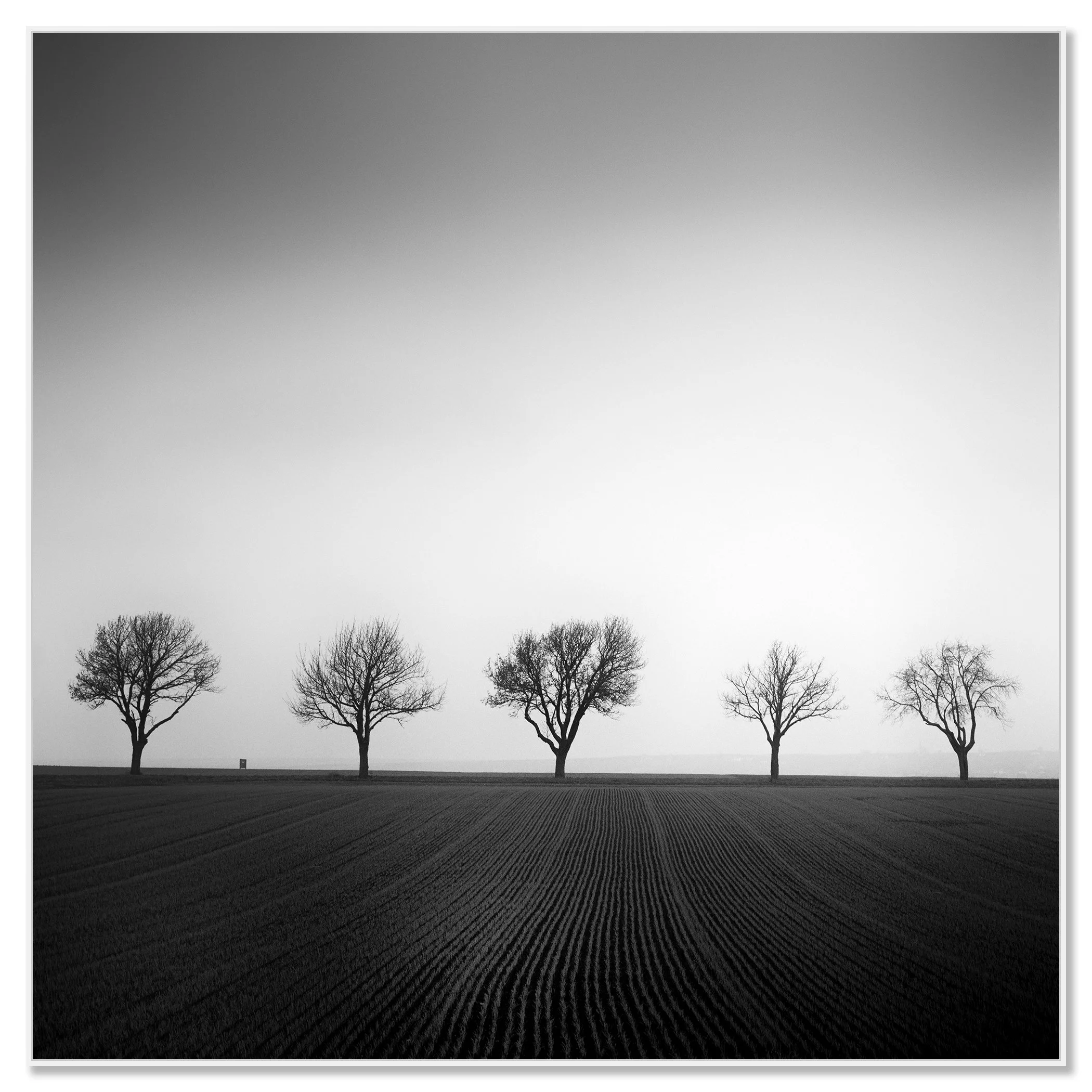 Cherry Tree Avenue, Study 1 – black-and-white photograph on Dibond in a white aluminium ArtBox. Photo by Gerald Berghammer.