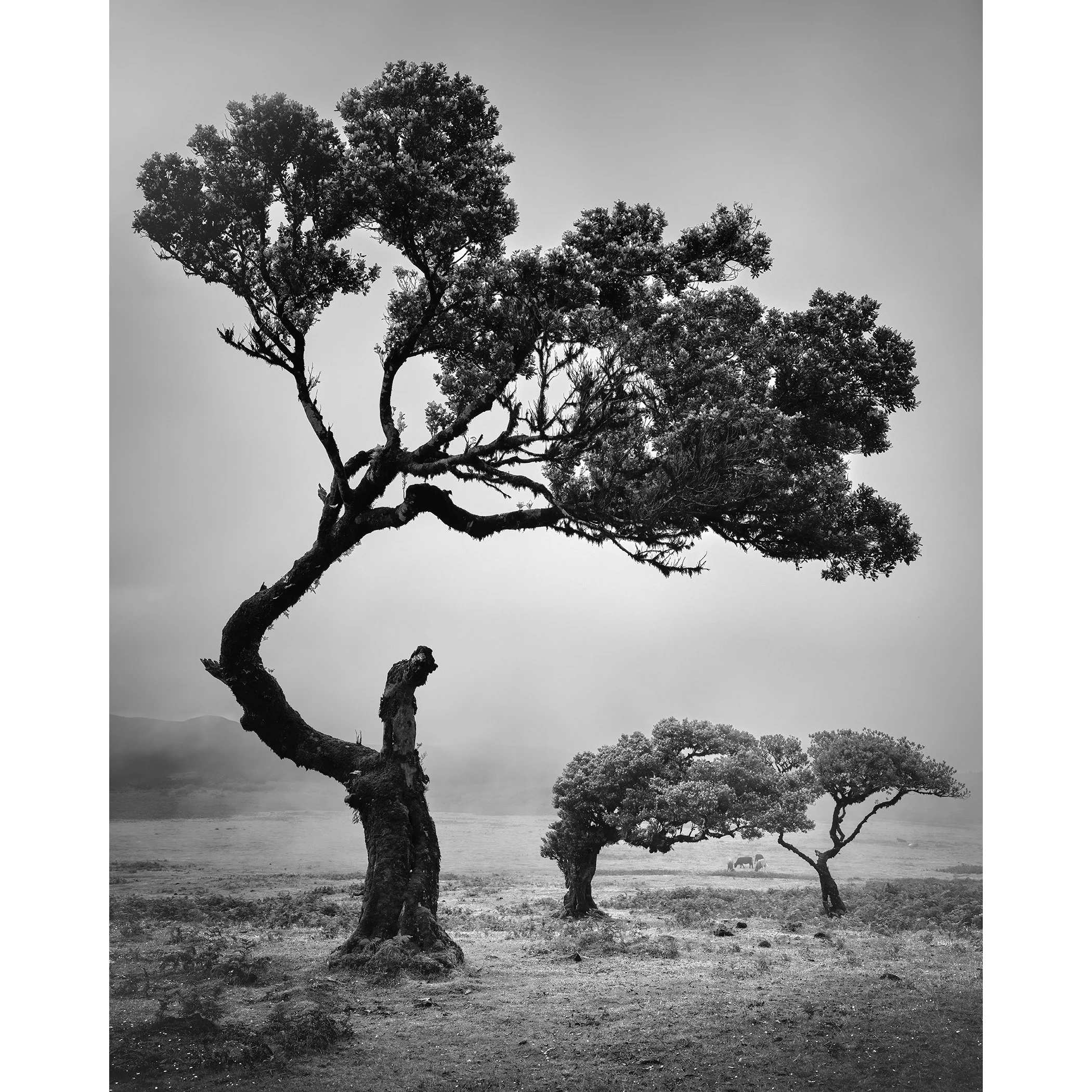 Ancient Laurisilva Forest Study 5 by Gerald Berghammer, black-and-white photograph of wind-shaped laurel trees and grazing cows in Fanal, Madeira, Portugal.