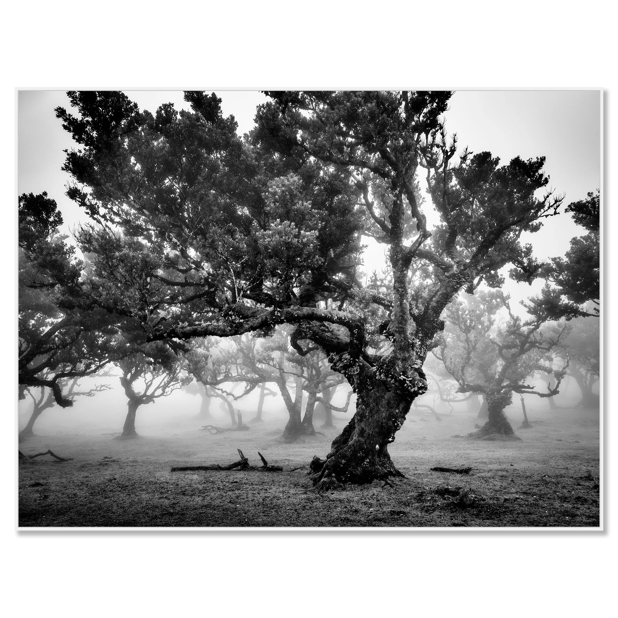 Ancient gnarled trees in foggy woodland captured in a moody black and white landscape – framed ArtBox white