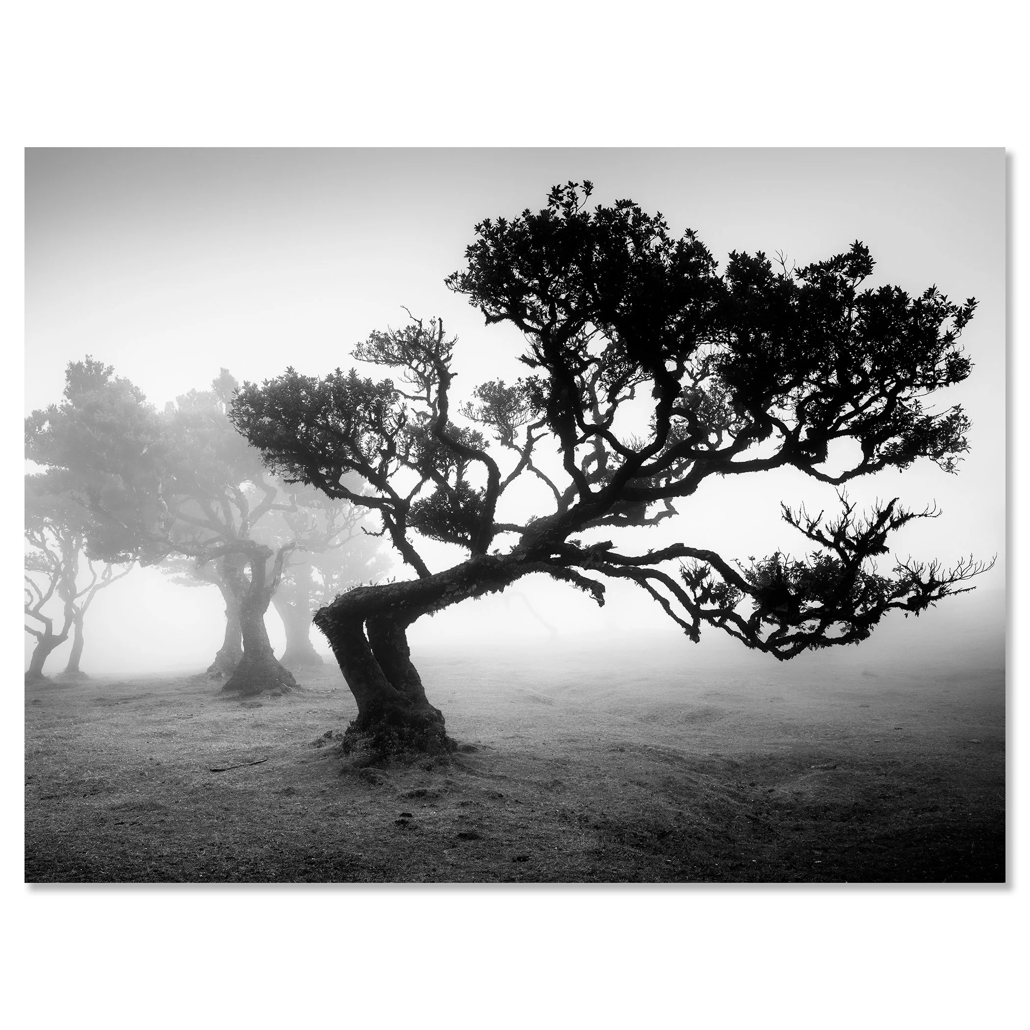 Dramatic Madeira nature photography showing ancient trees in Fanal Forest during heavy mist – dibond frameless