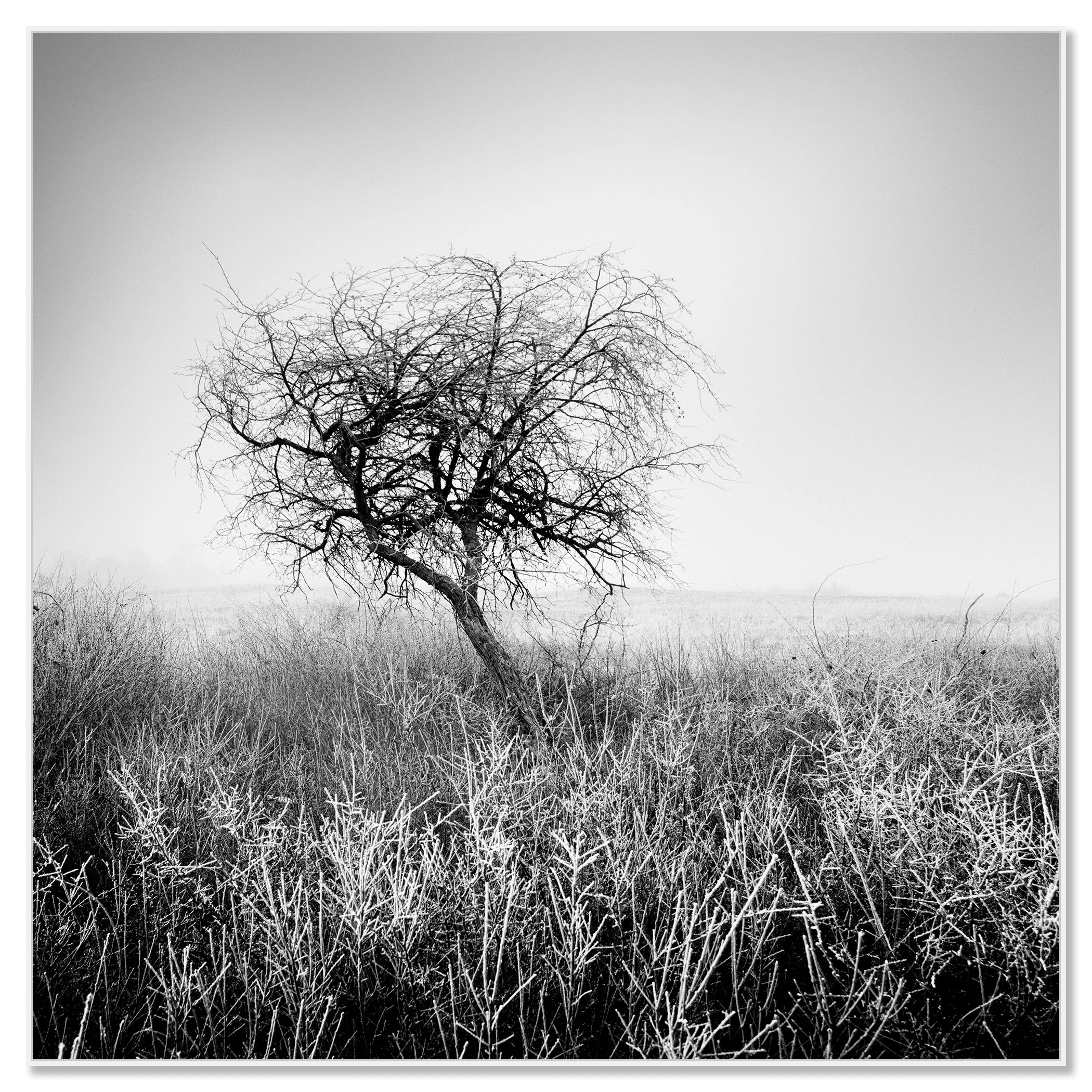 Tree in Hoarfrost Study 1 – Hungary, black-and-white photo print mounted on Dibond in a white aluminium ArtBox frame by Gerald Berghammer.