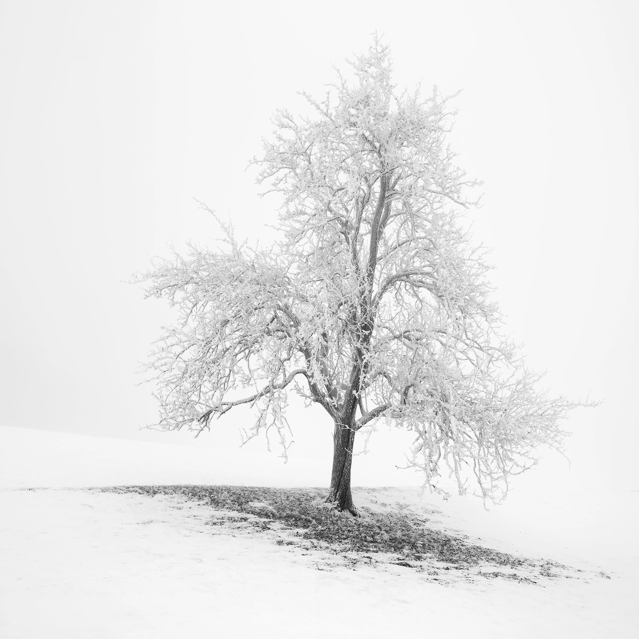 Black-and-white winter photograph of a frost-covered tree in a quiet Austrian landscape by Gerald Berghammer