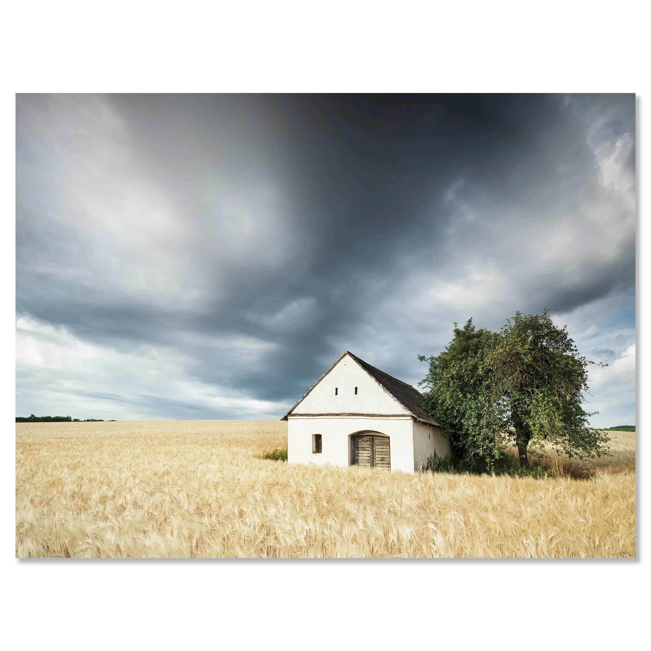 Small white wine press house in a golden wheat field under dramatic storm clouds – dibond frameless