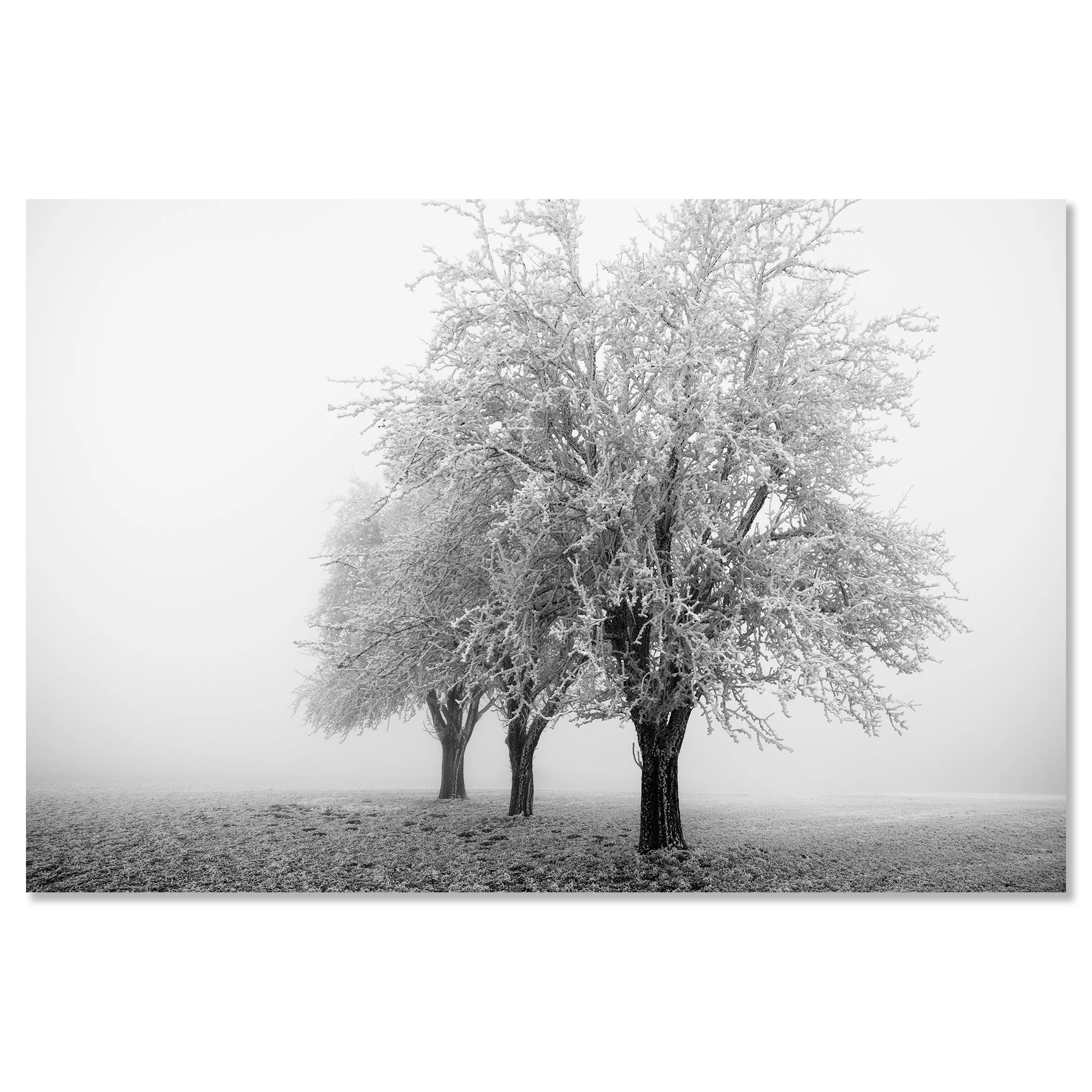 Frozen Apple Trees Study 3 as a frameless black-and-white print mounted on aluminium Dibond by Gerald Berghammer.