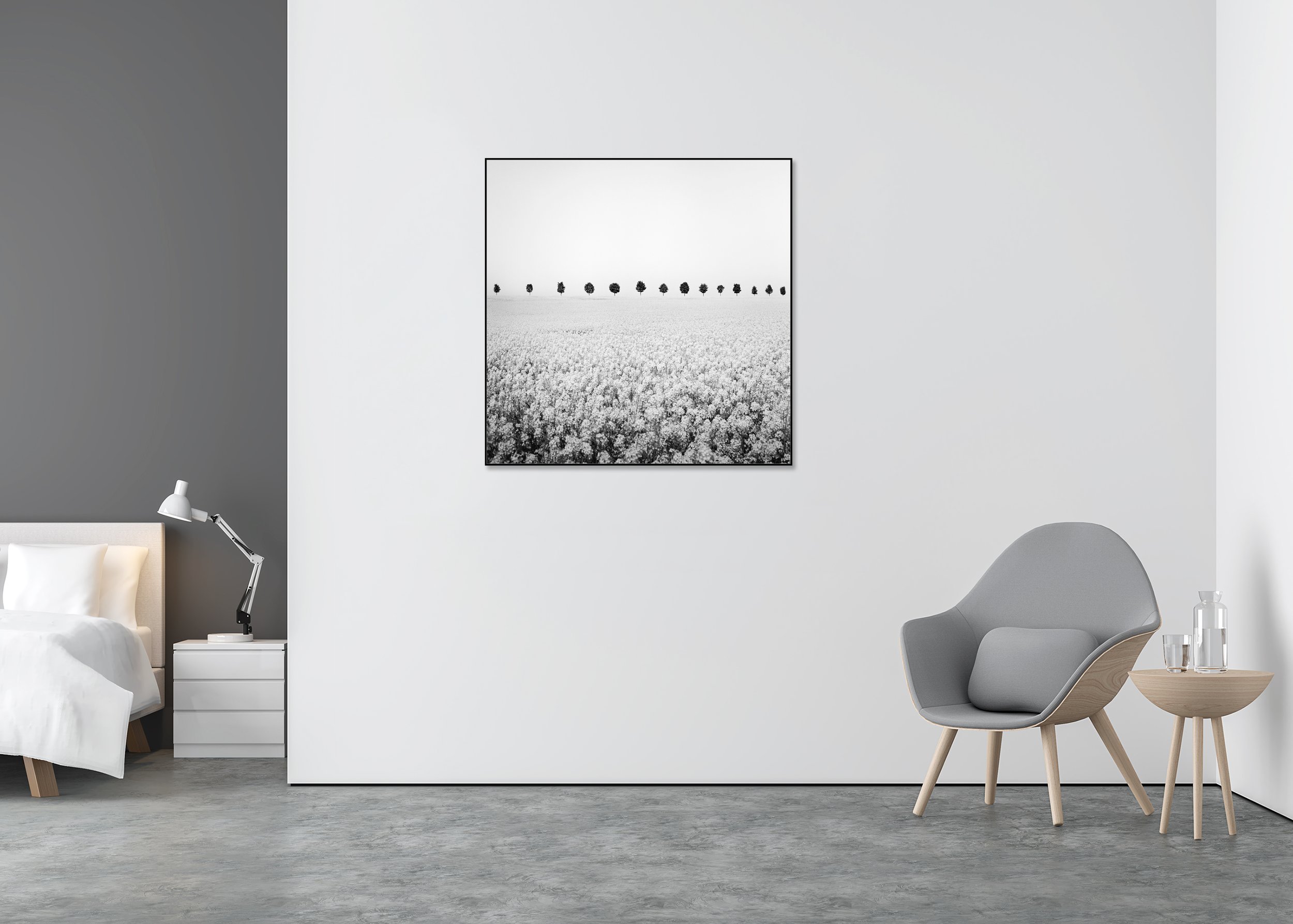 Brassica Napus Study 1 displayed in a modern interior as a black-and-white Dibond print in a black aluminium ArtBox frame by Gerald Berghammer.