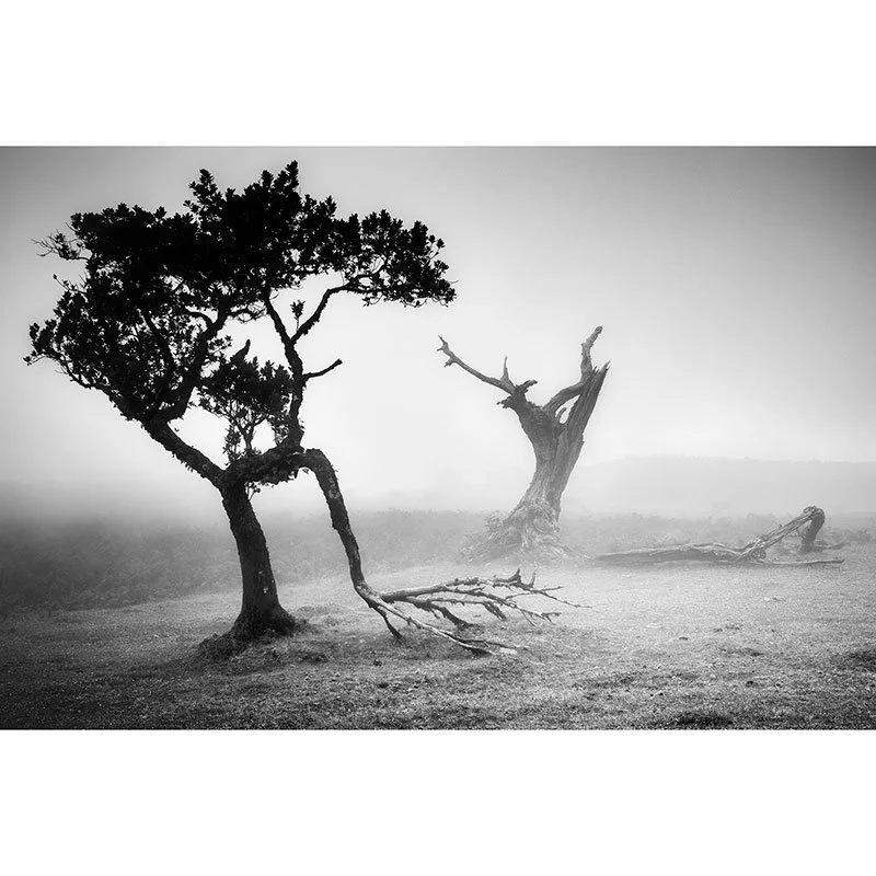 Ancient Laurisilva Forest Study 22 – Portugal | Gerald Berghammer