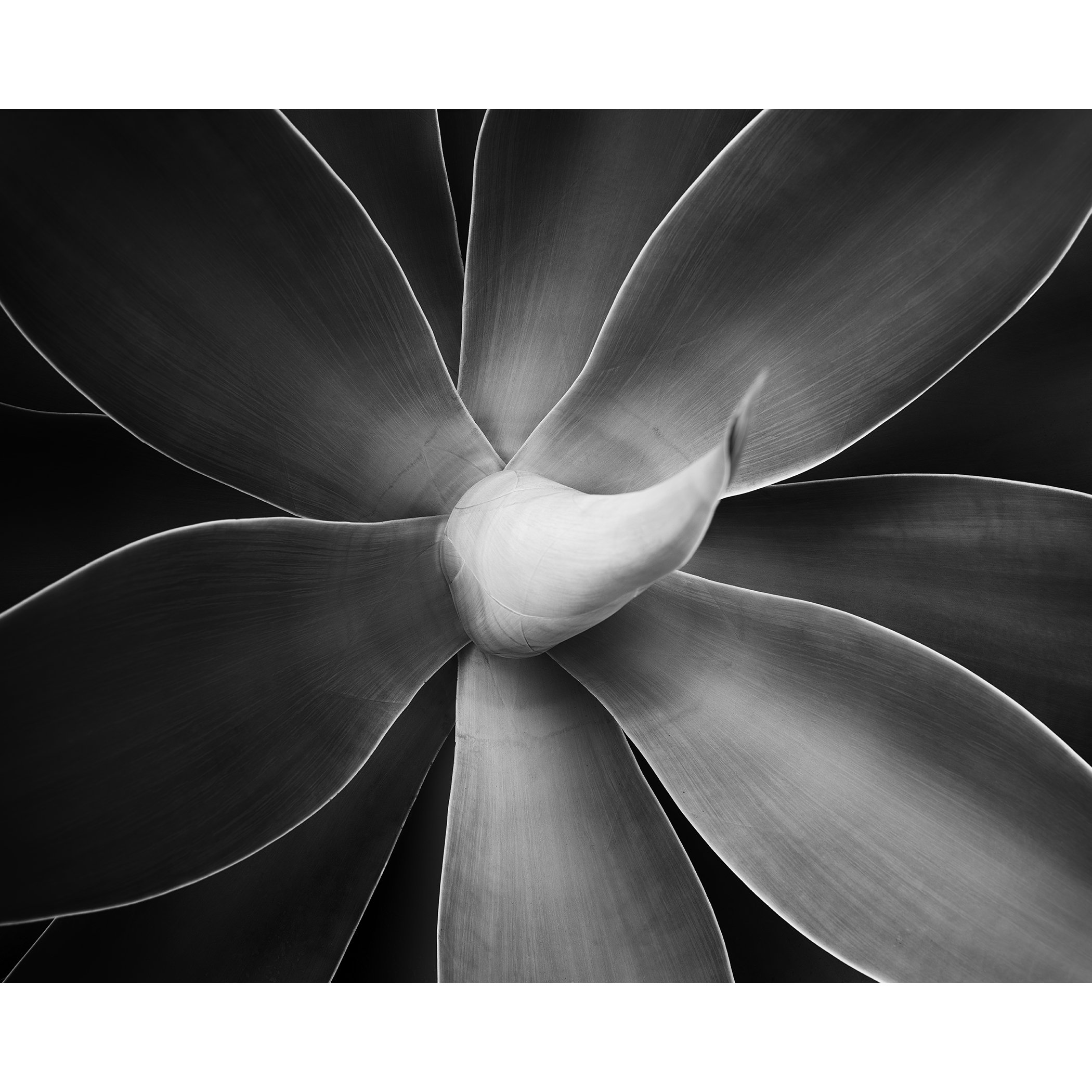 Abstract black-and-white macro photograph of a flower with layered petals and soft tonal gradients