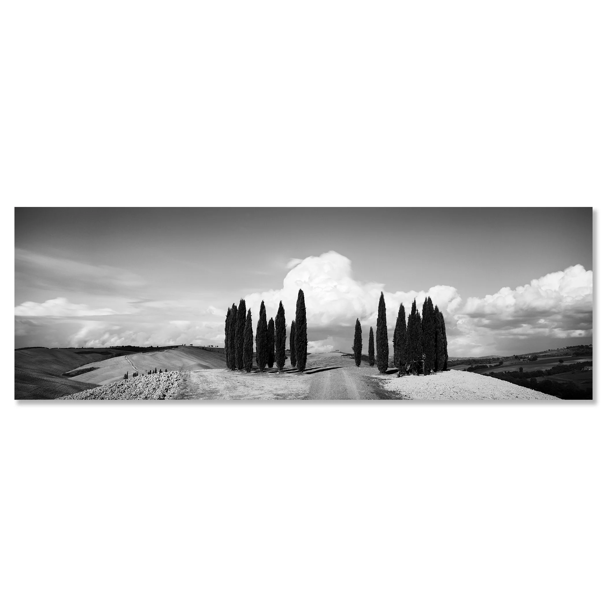 Circle of Cypress Trees Study 1 by Gerald Berghammer shown as a frameless black-and-white artwork mounted on aluminium Dibond.