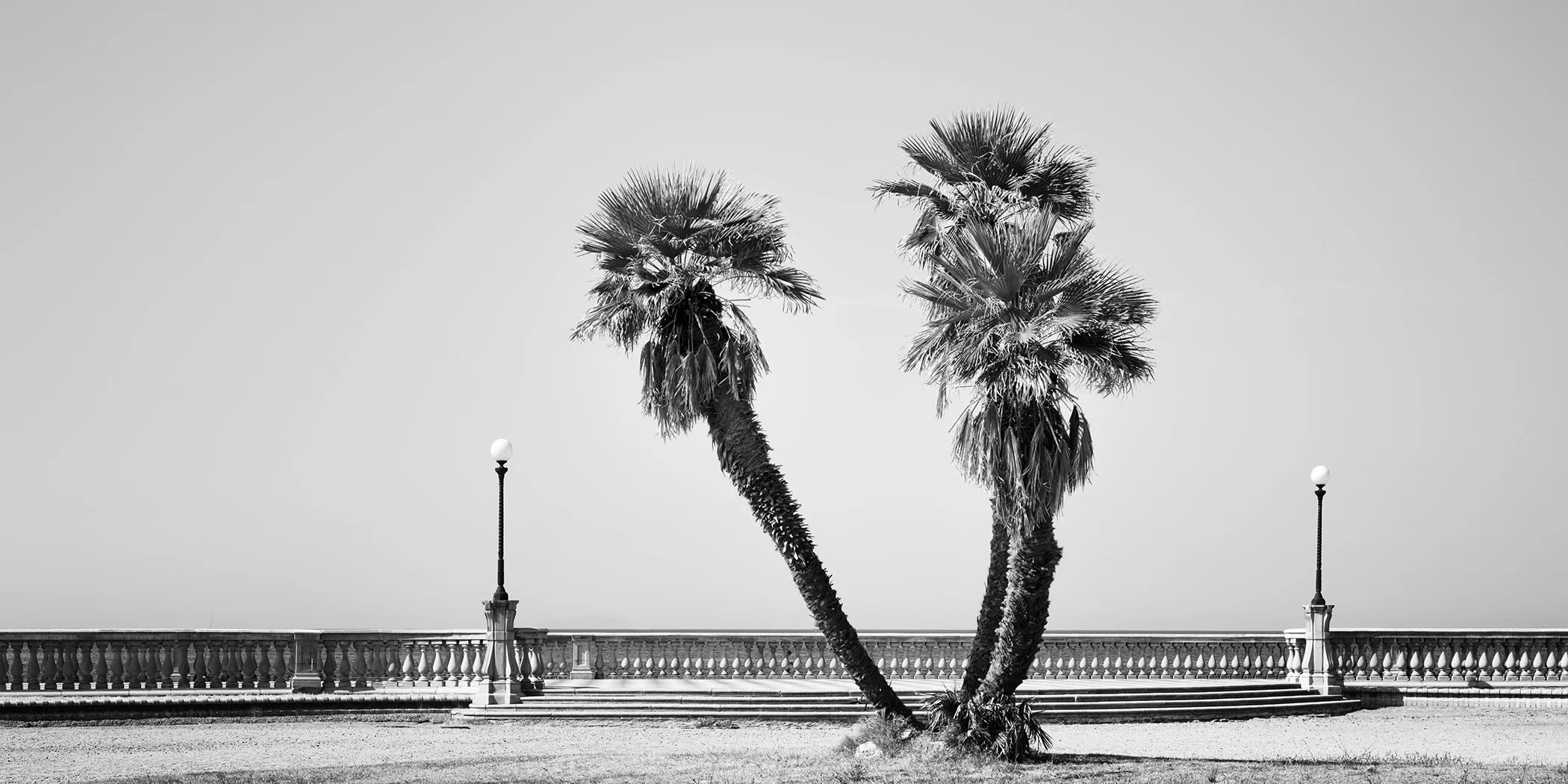 Black and white panoramic photograph of two leaning palm trees beside a seaside promenade with ornate lamp posts and a classic balustrade