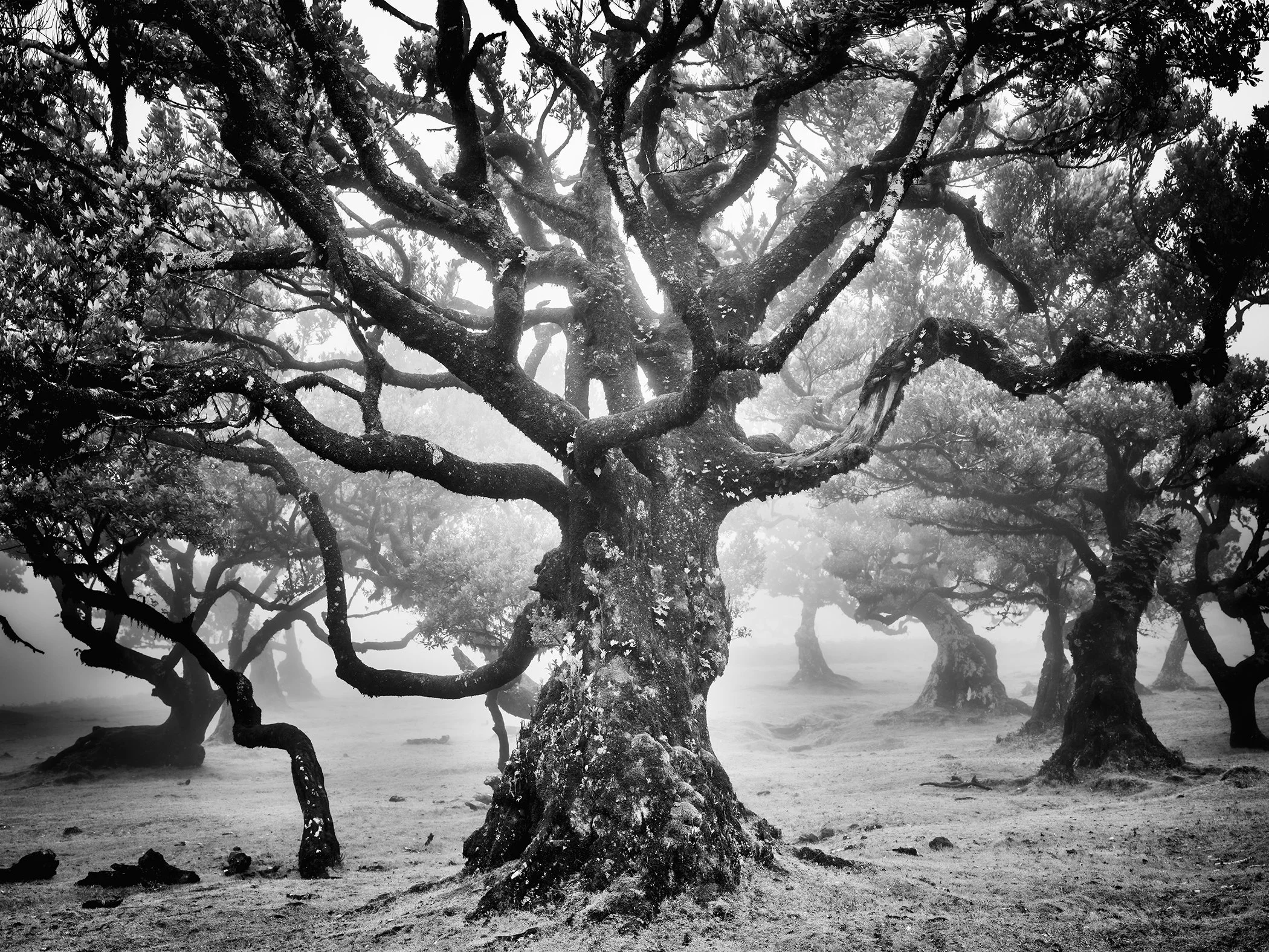 Ancient Laurisilva Forest Study 7, ancient laurel tree emerging through mist in the Laurisilva forest at Fanal, Madeira.