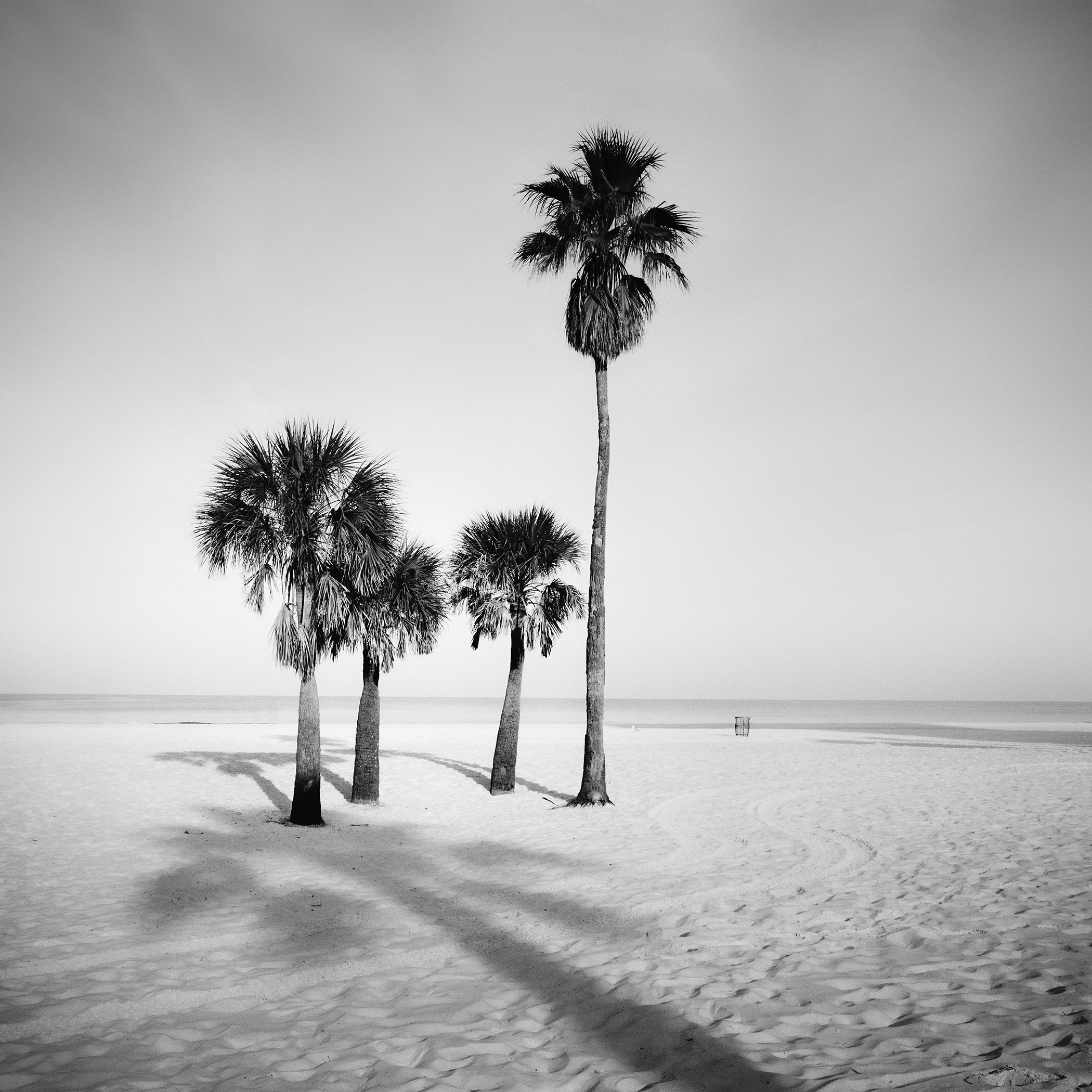 Minimal black and white beach scene with five palm trees and an empty horizon