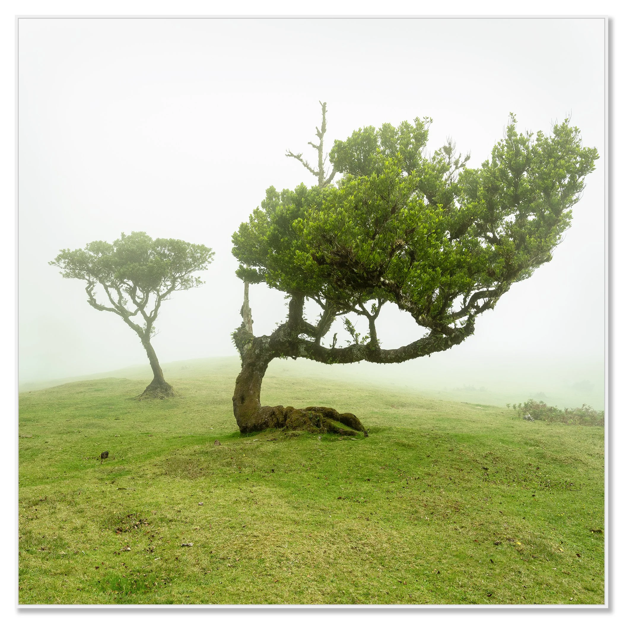 Foggy meadow in Madeira, Portugal with two trees; one with a curved trunk and dense green foliage – framed ArtBox white
