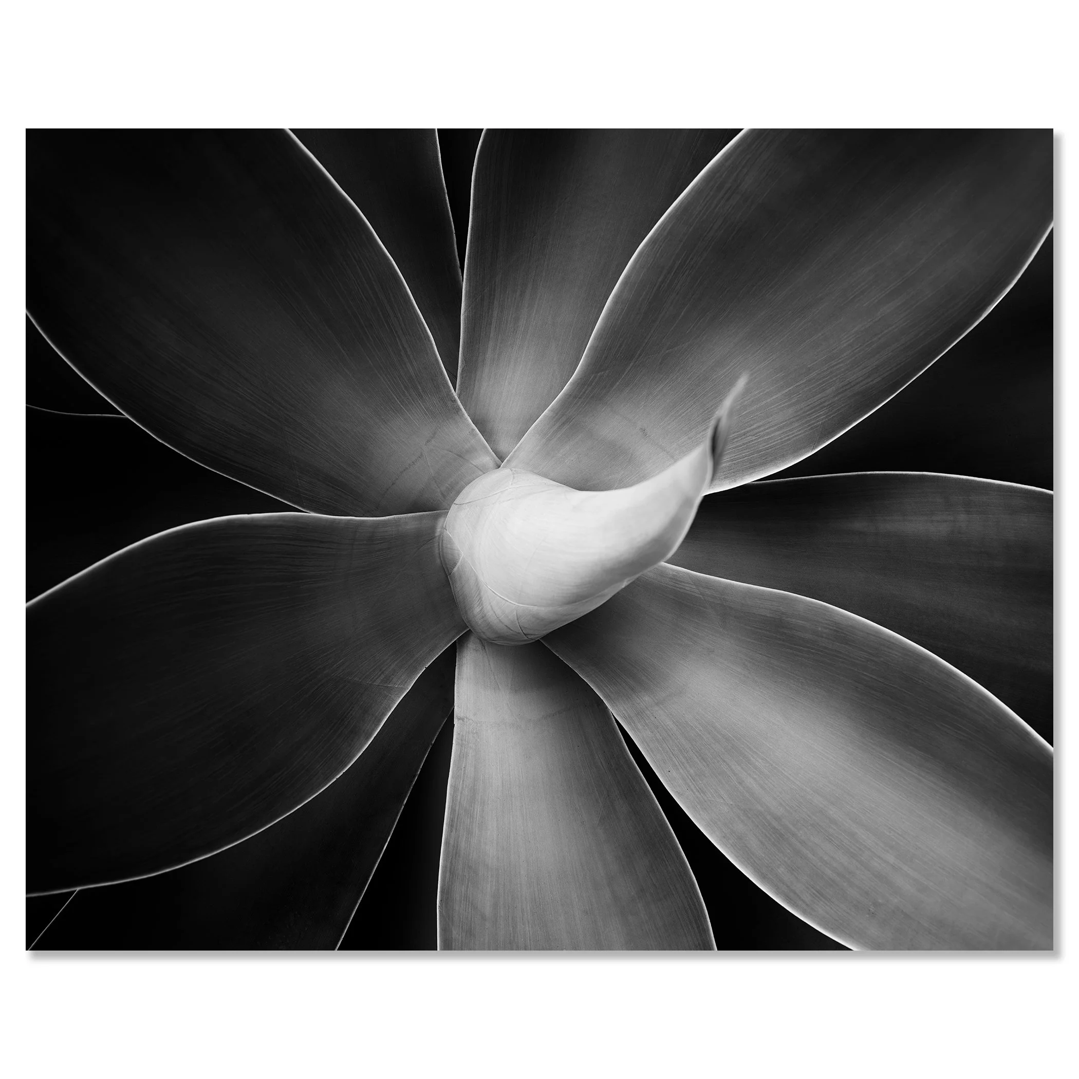 Abstract black-and-white macro photograph of a flower with layered petals and soft tonal gradients – dibond framless