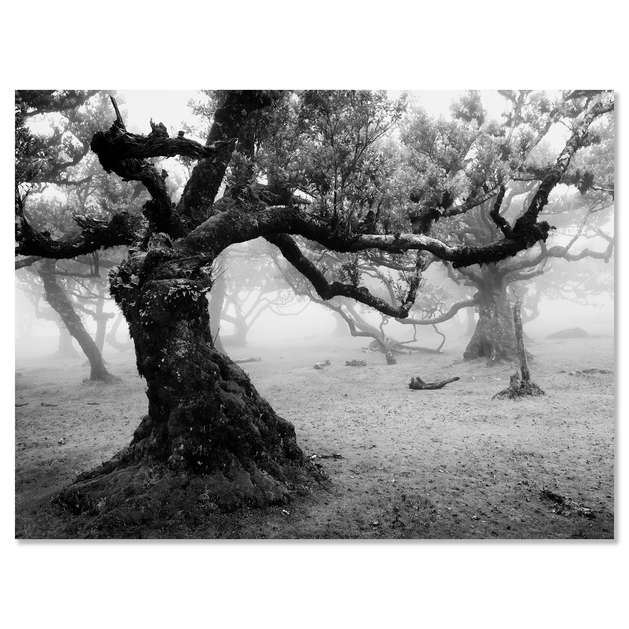 Ancient Laurisilva Forest, Study 17 – frameless black-and-white photograph mounted on aluminium Dibond by Gerald Berghammer.