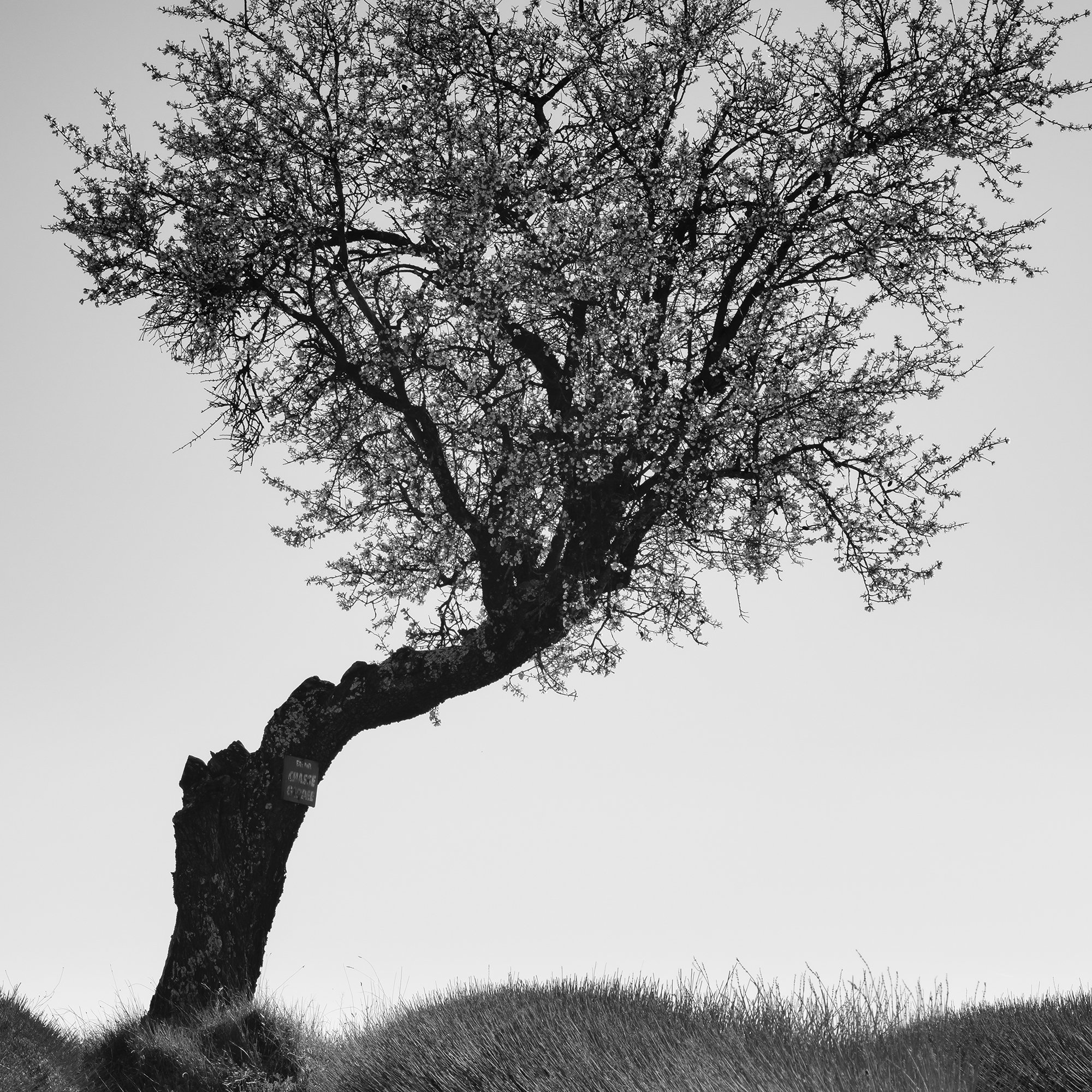 Detail of Tree in a Stony Lavender Field Study 1 showing the branching crown of the solitary tree in Provence.
