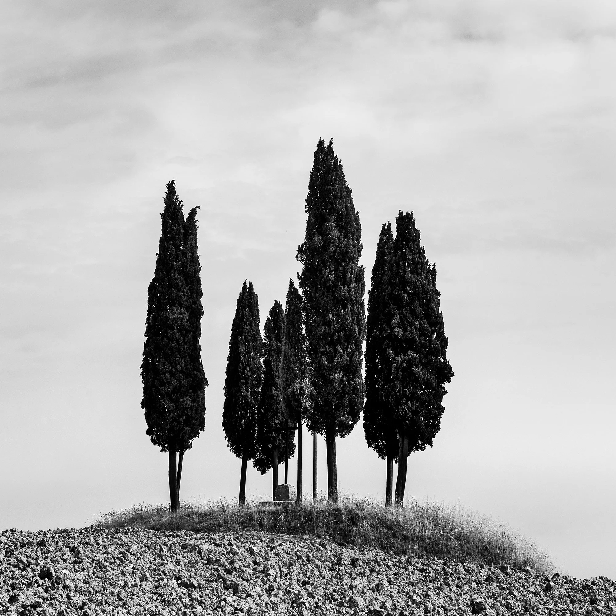 Close-up detail of Circle of Cypress Trees Study 2 showing sculptural cypress tree forms in Tuscany by Gerald Berghammer.