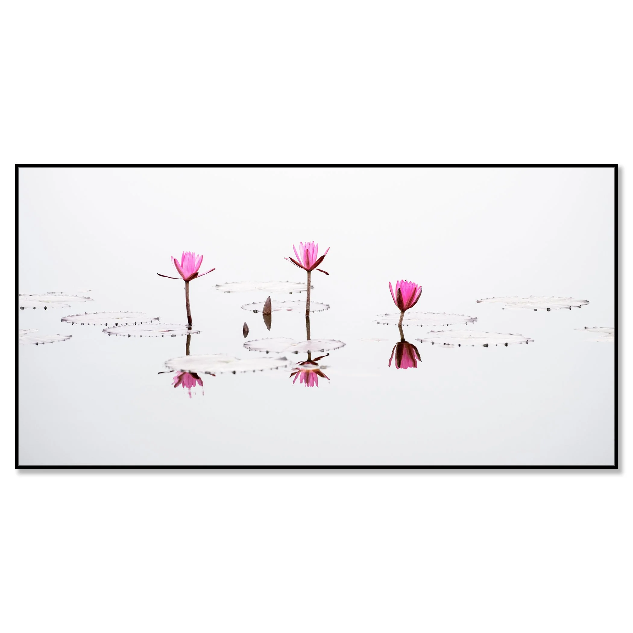 © 2025 Gerald Berghammer - Minimalist fine art photograph of pink water lilies reflected on calm water with clean white background. Chromaluxe framed black