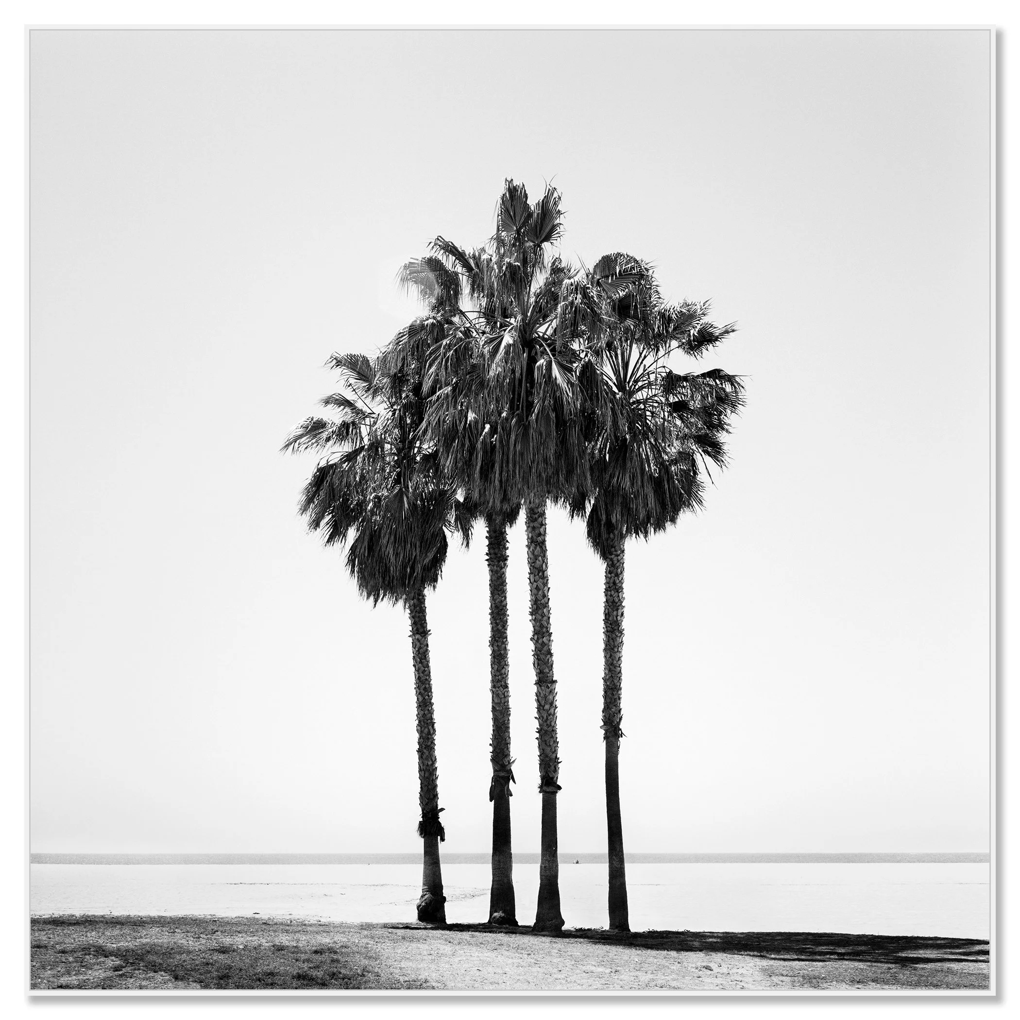 Four Palm Trees – California, USA mounted on aluminium Dibond in a white ArtBox frame by Gerald Berghammer.
