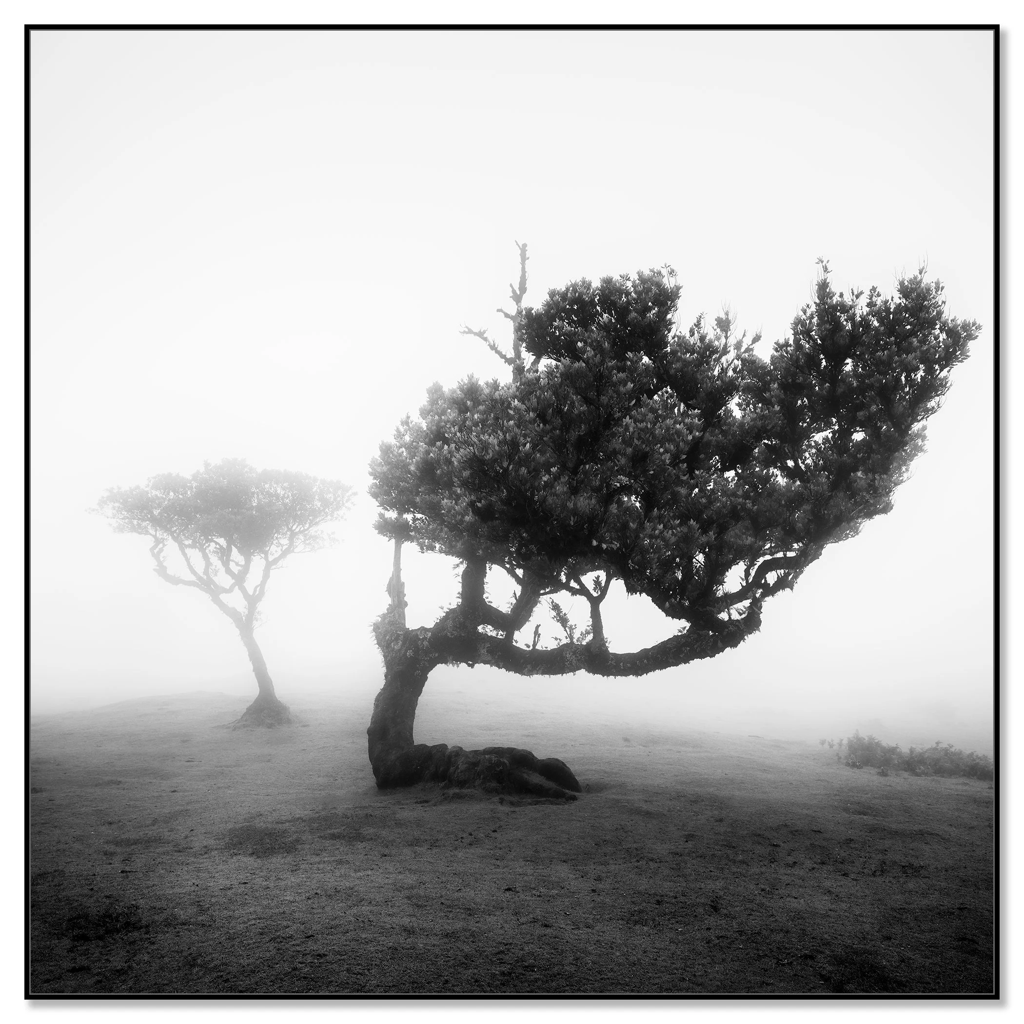 Ancient Laurel Cloud Forest Study 2 mounted on aluminium Dibond in a black ArtBox frame by Gerald Berghammer.