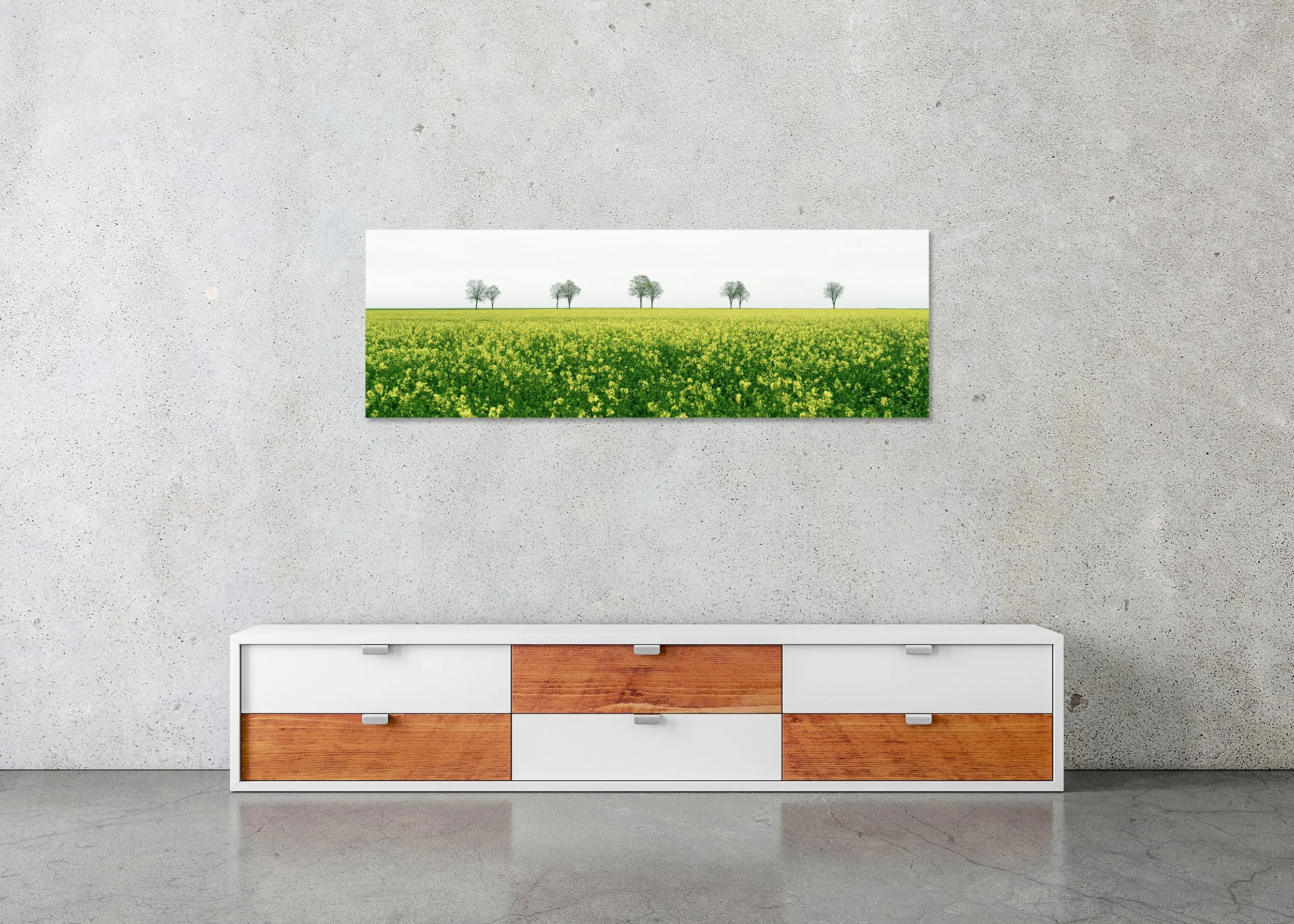 Yellow rapeseed field with scattered trees beneath an overcast sky, photo print mounted to Dibond, frameless