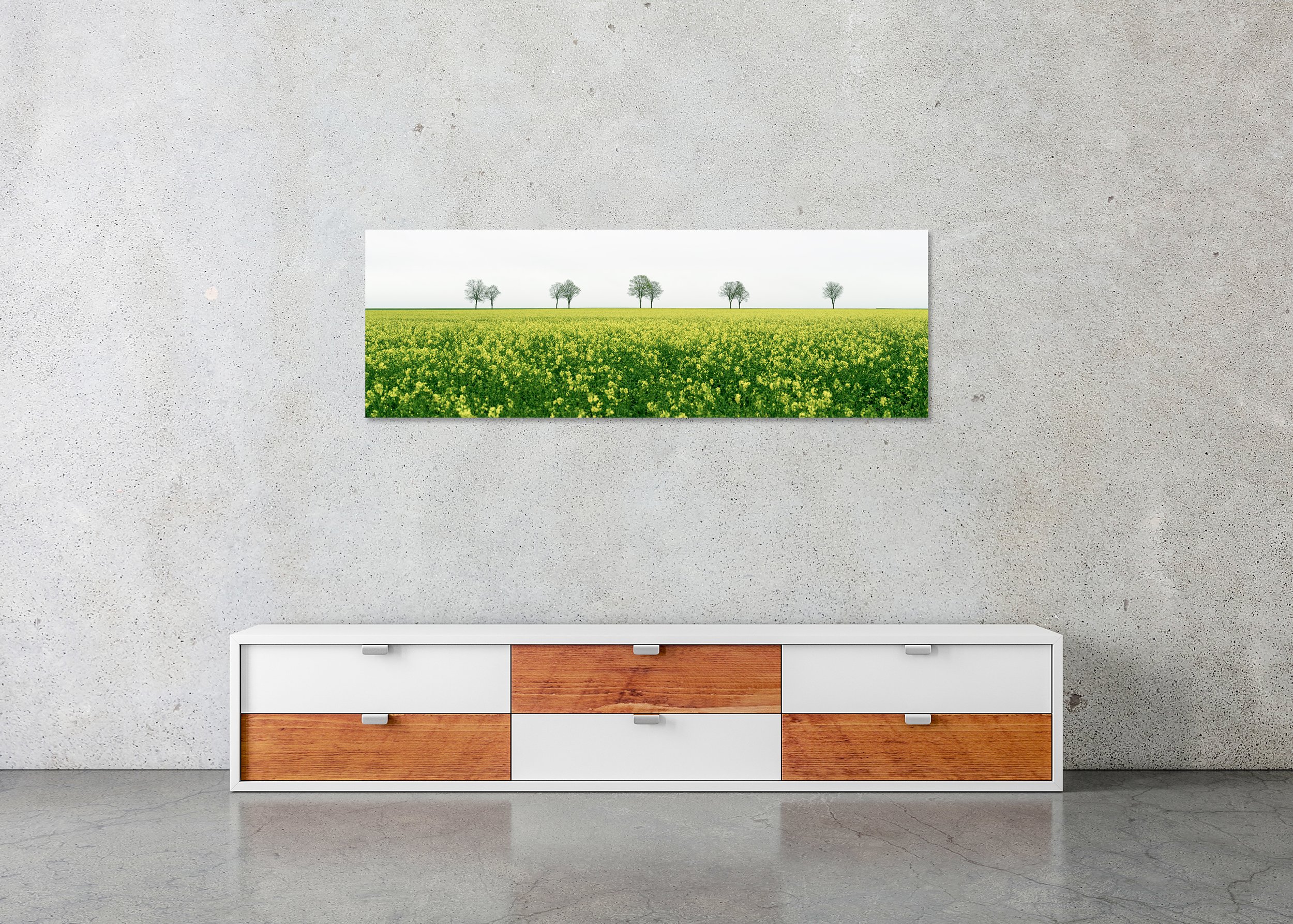 Row of Trees in Yellow Field Panorama displayed in a modern interior as a frameless colour aluminium Dibond print by Gerald Berghammer.