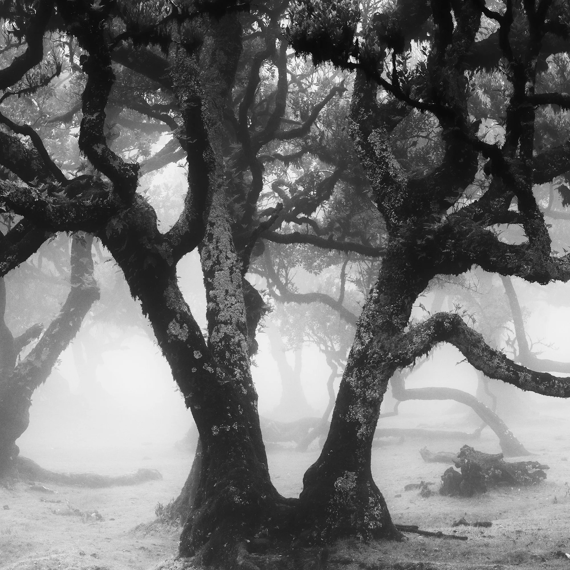 Detail of Fanal Forest Study 1 by Gerald Berghammer showing ancient Laurisilva trees fading into atmospheric fog.