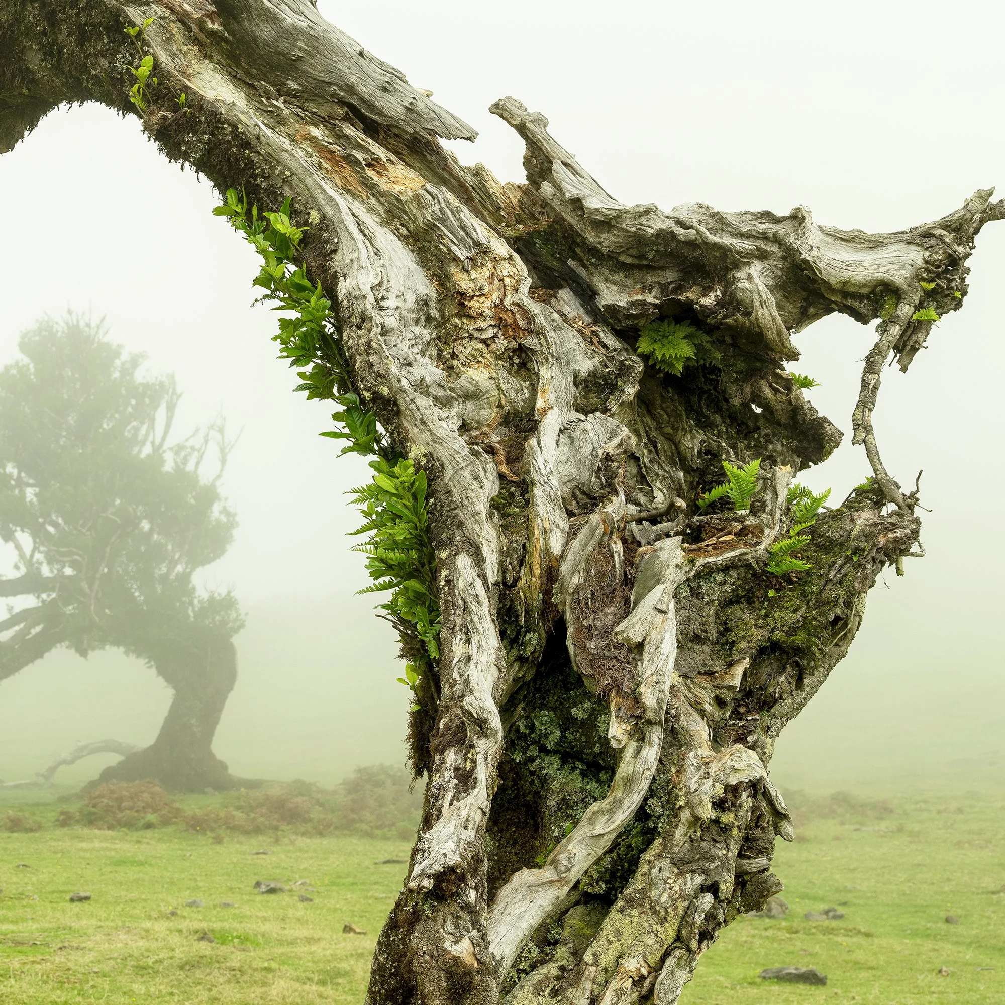 © 2021 Gerald Berghammer - A twisted, gnarled tree bent to form an arch in a foggy, grassy landscape with other trees in the background. Print detail 3
