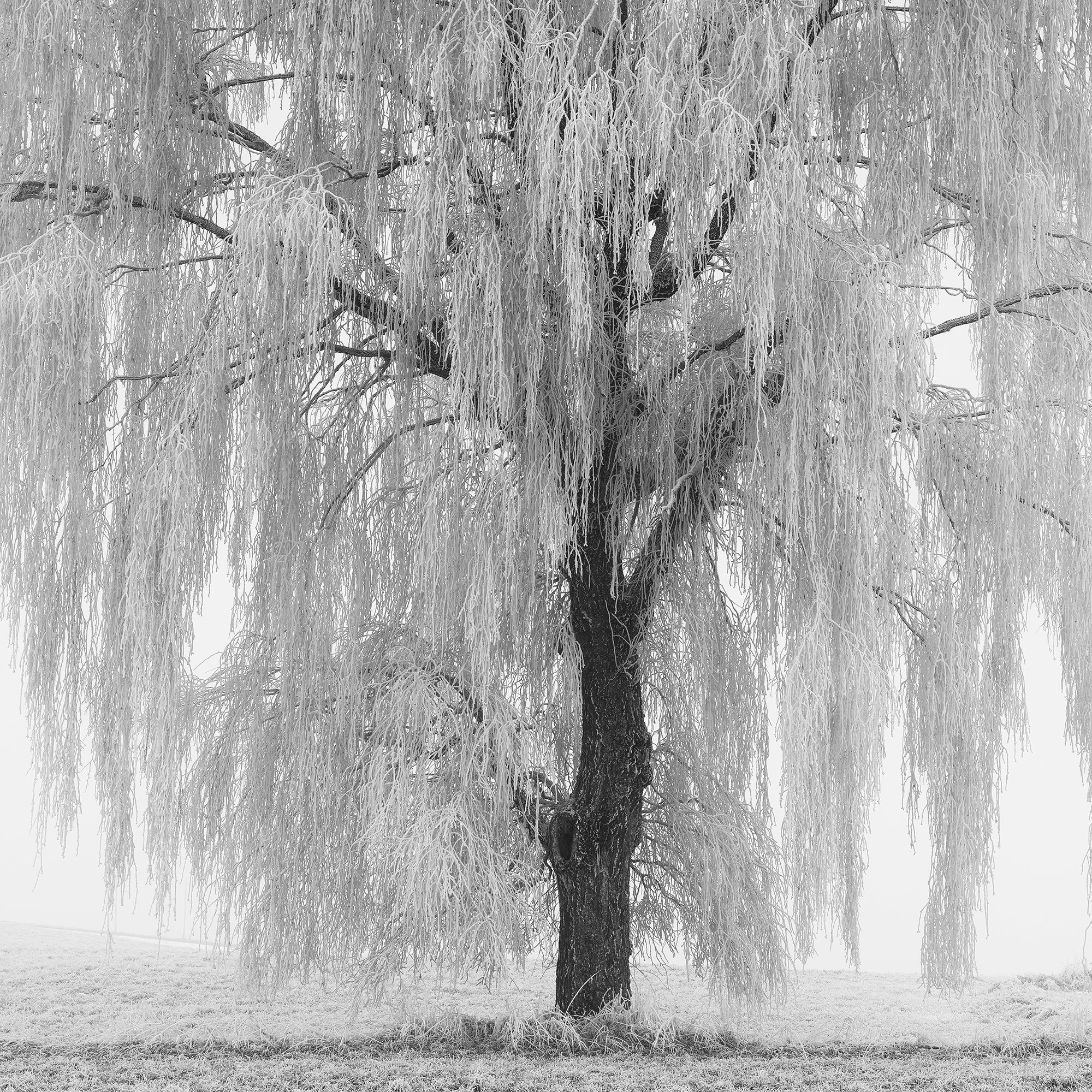 Detailed monochrome textures of the frozen willow tree in Austria photographed by Gerald Berghammer.