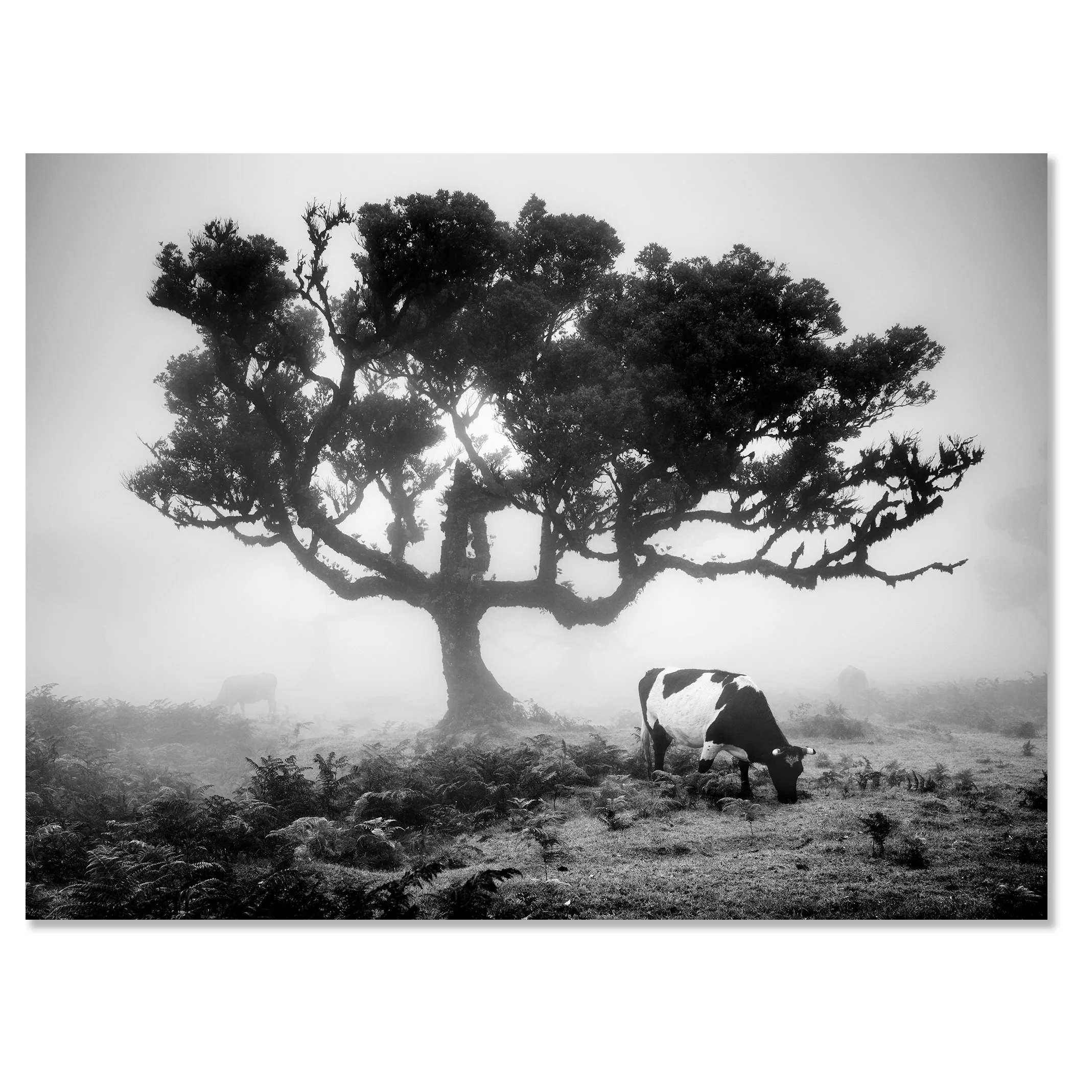 Misty black and white pasture with a large windswept tree and a cow grazing in the foreground – dibond frameless