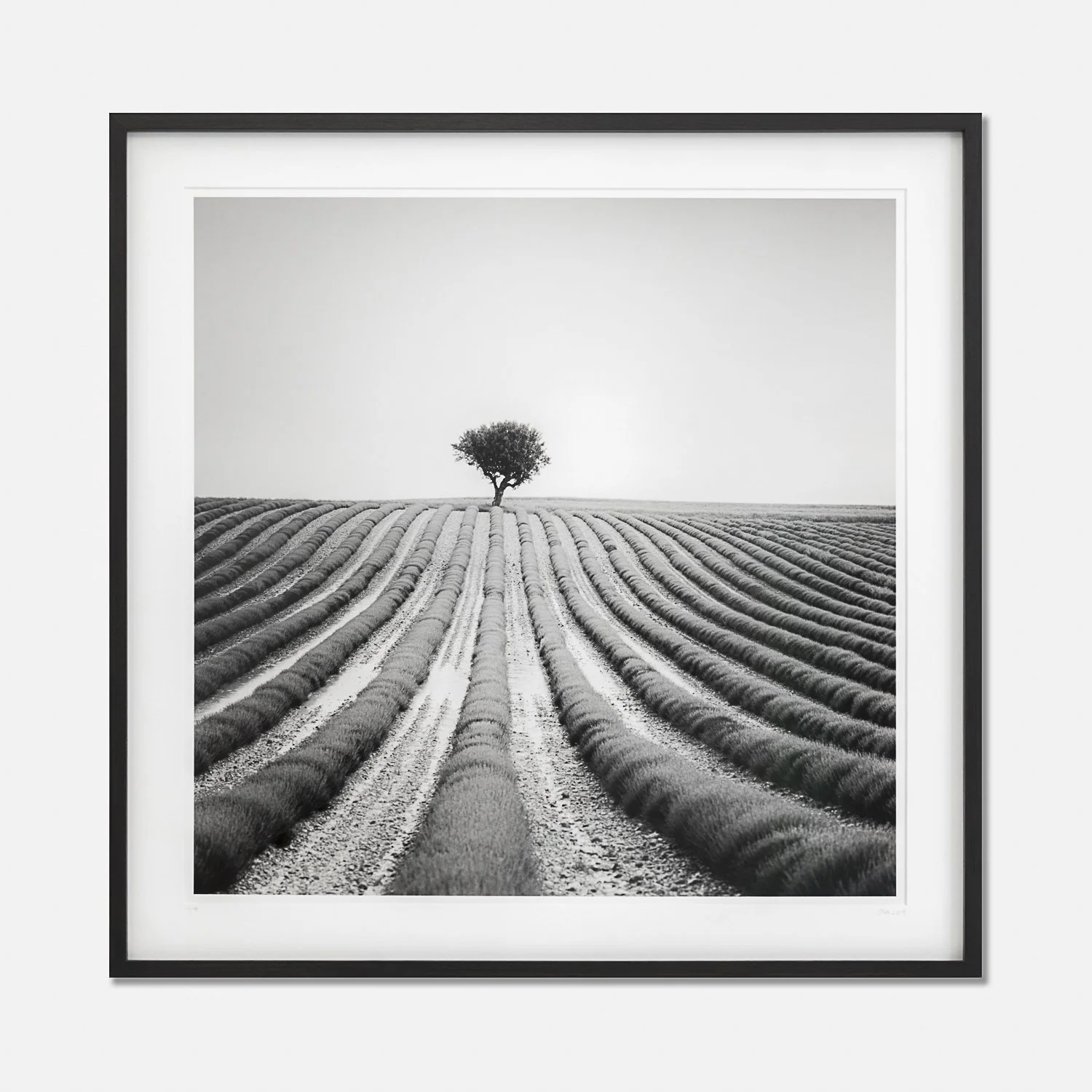 Framed black-and-white photograph of a solitary tree in a lavender field in France, with a dark-brown wooden frame and white mount, by Gerald Berghammer.