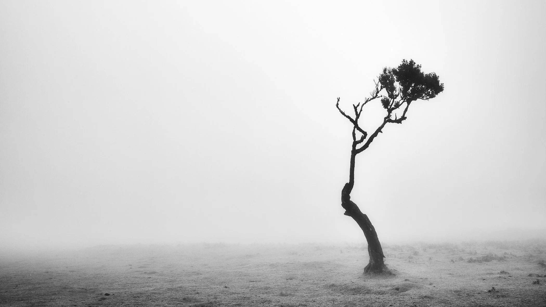 Lonely Tree in the Fog by Gerald Berghammer, solitary windswept tree emerging from mist in Fanal Forest, Madeira, Portugal.